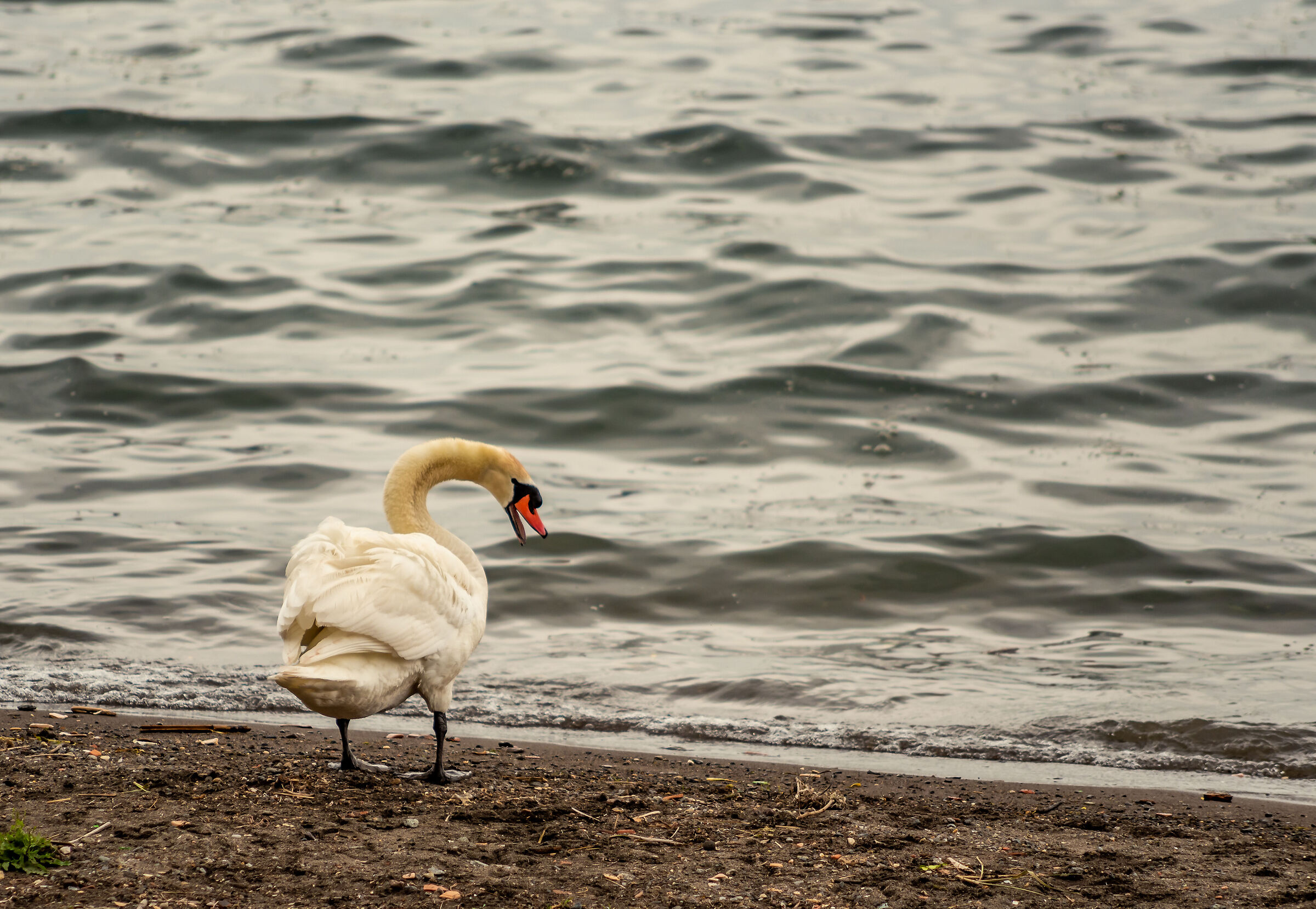 Swan on the shores of Lake Bracciano
