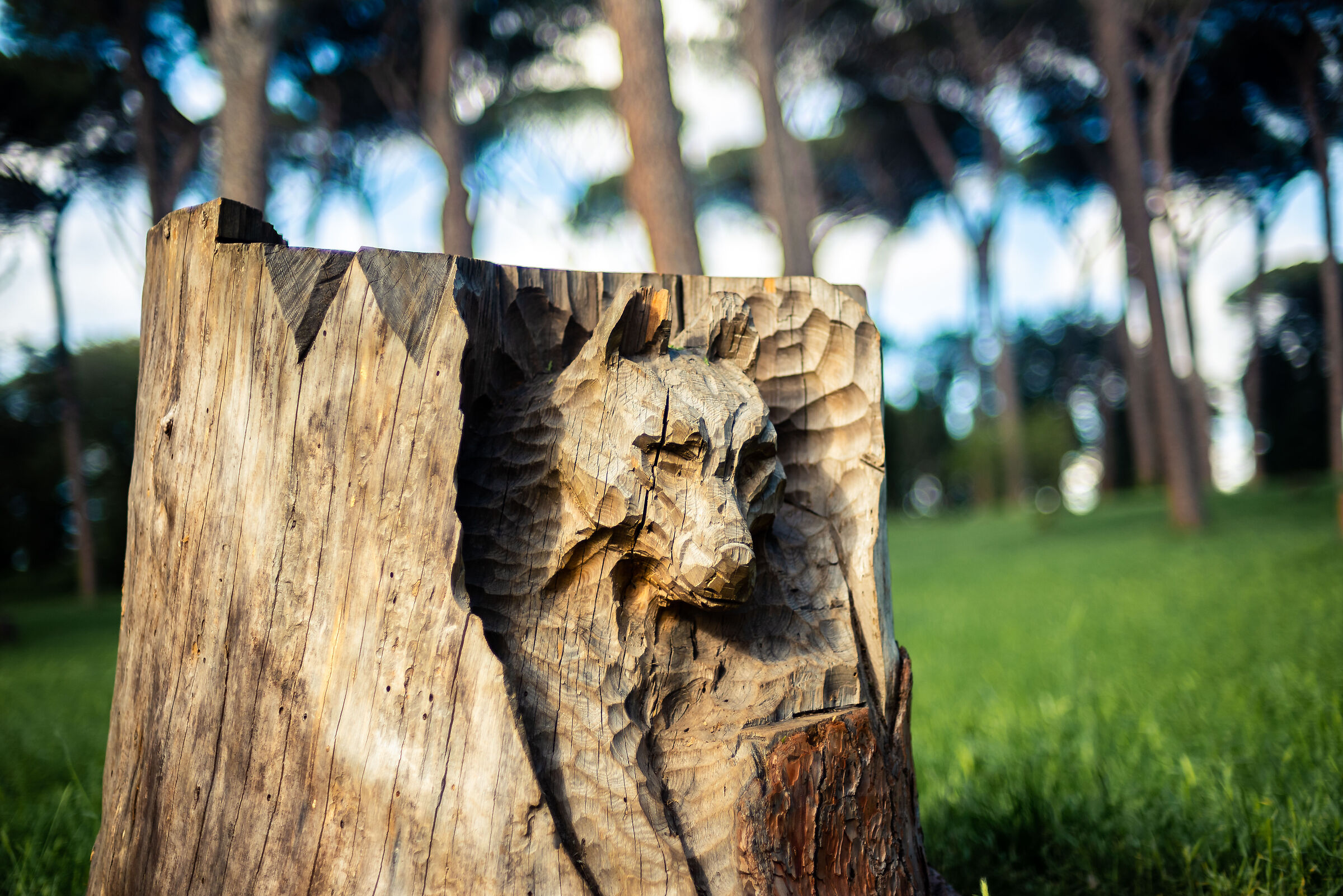 Lupo a Villa Pamphili