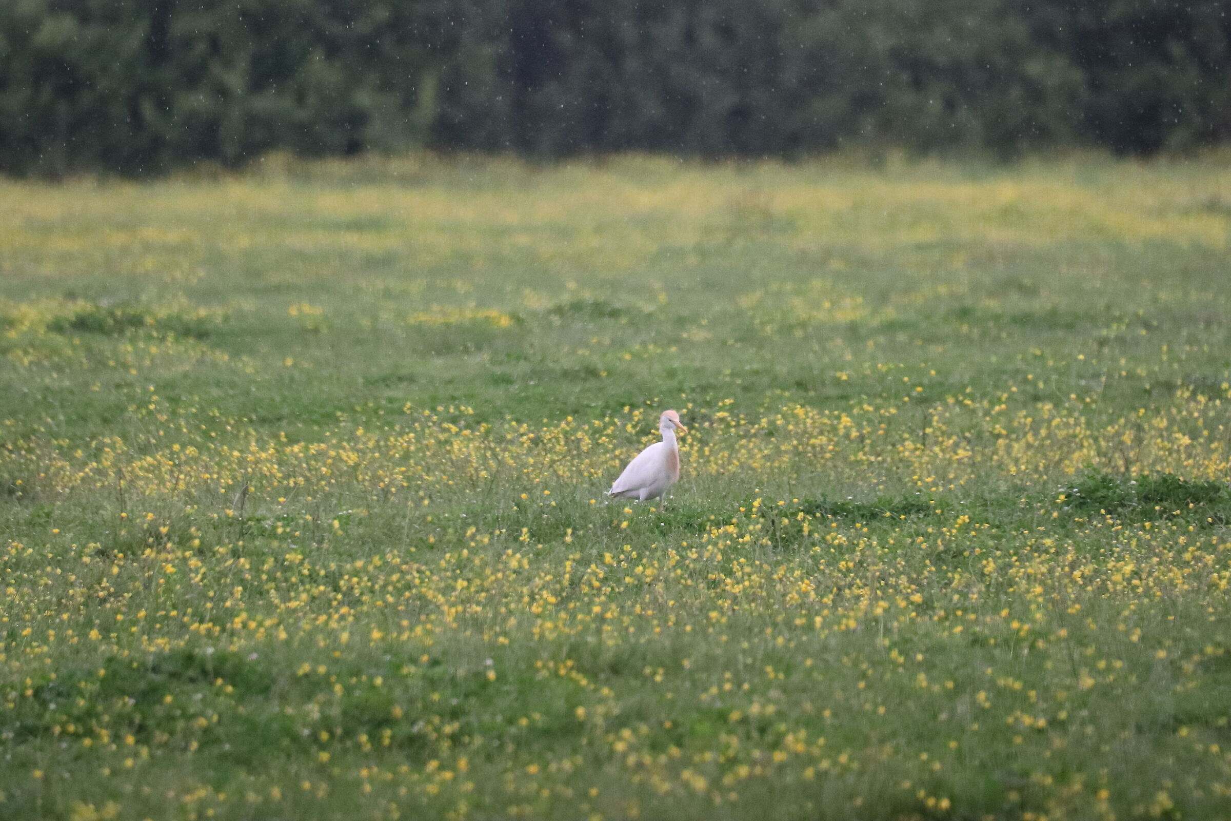 Bird wildlife area of Coltano