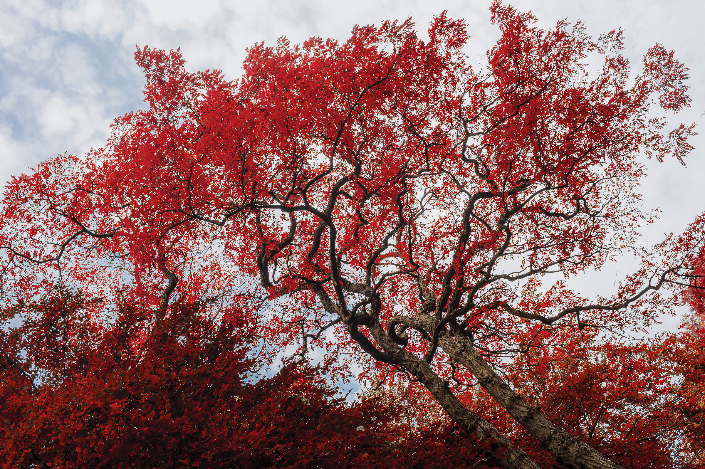Rosso fiammeggiante