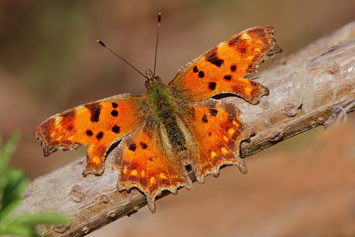 Polygonia C-Album - Prima macro 2013