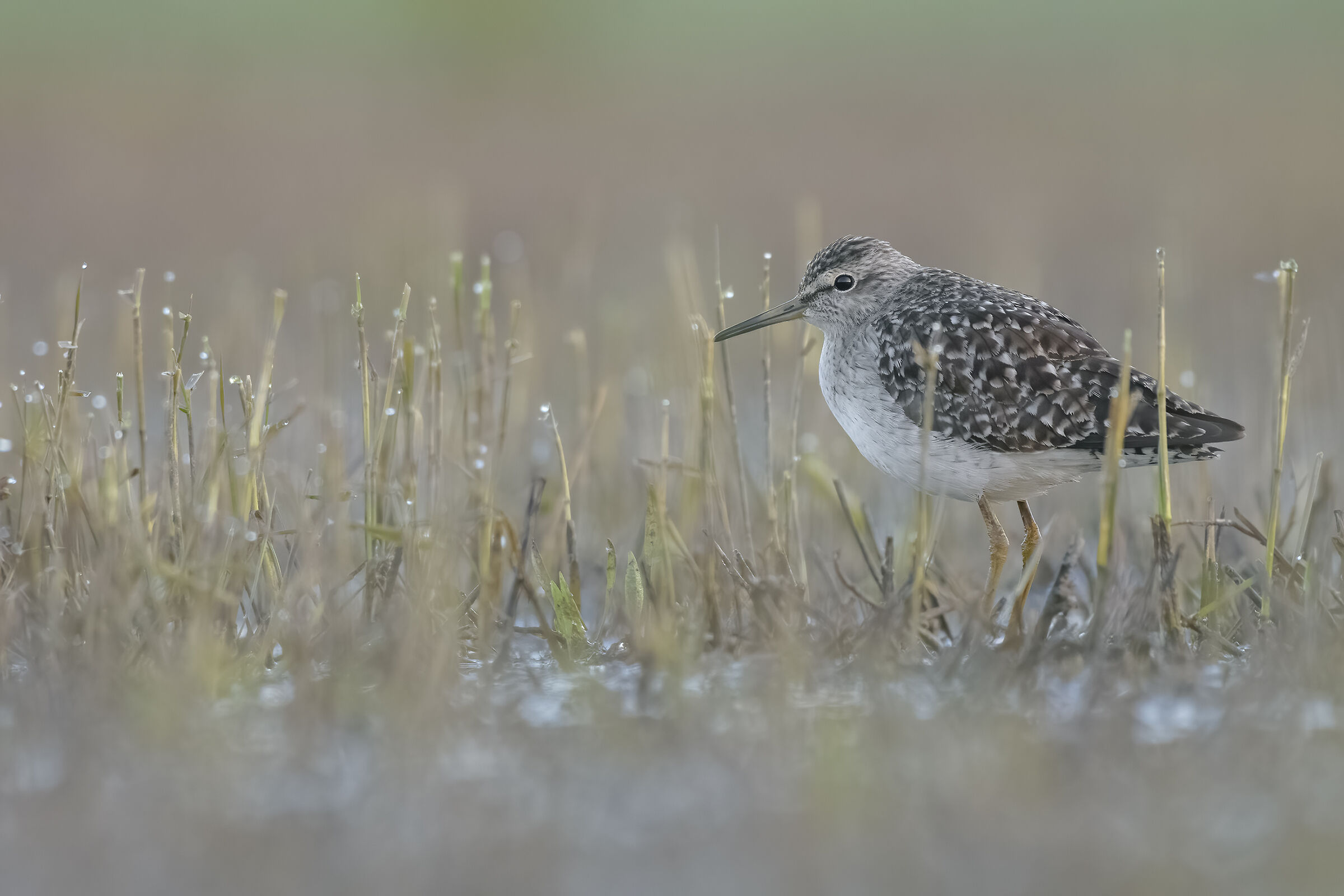 Pyro piro boschereccio