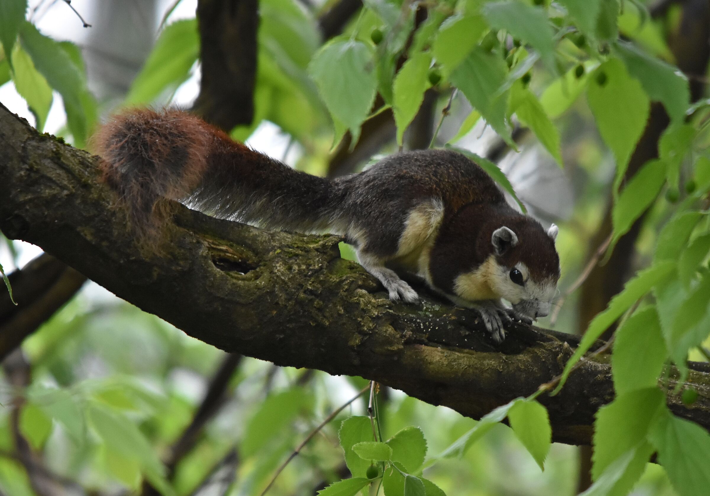Callosciurus finlaysonii
