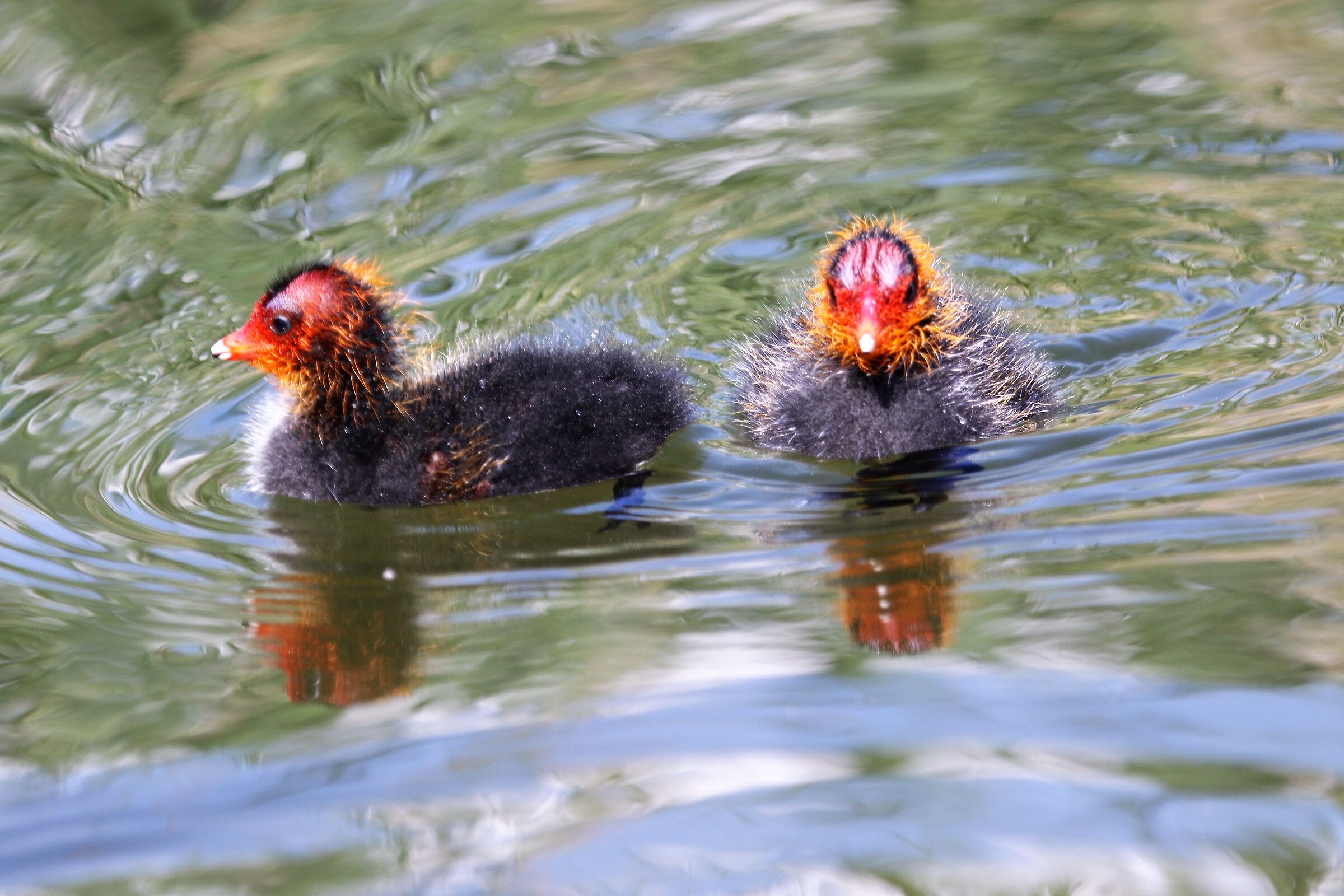 small coot