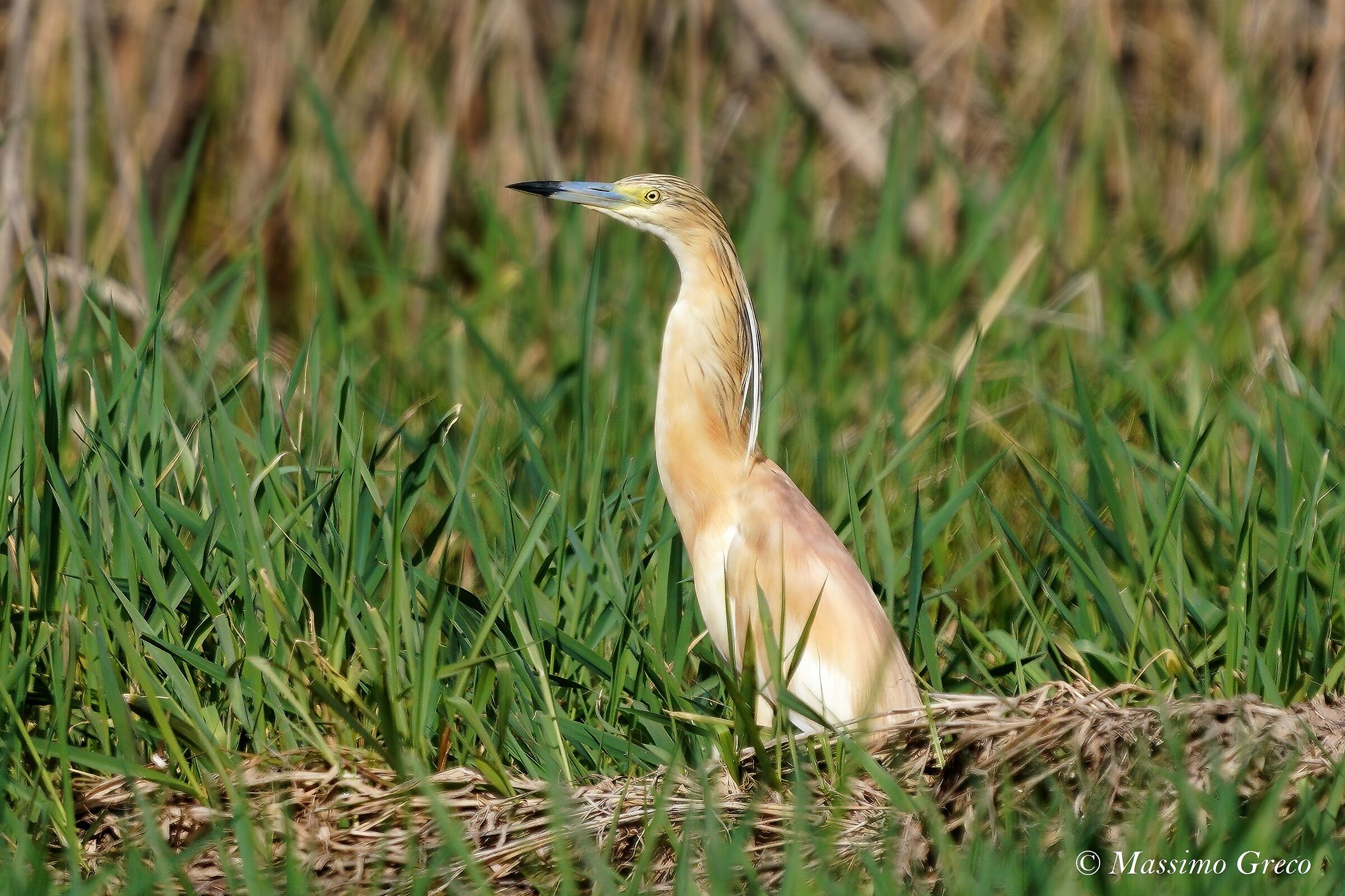squacco heron