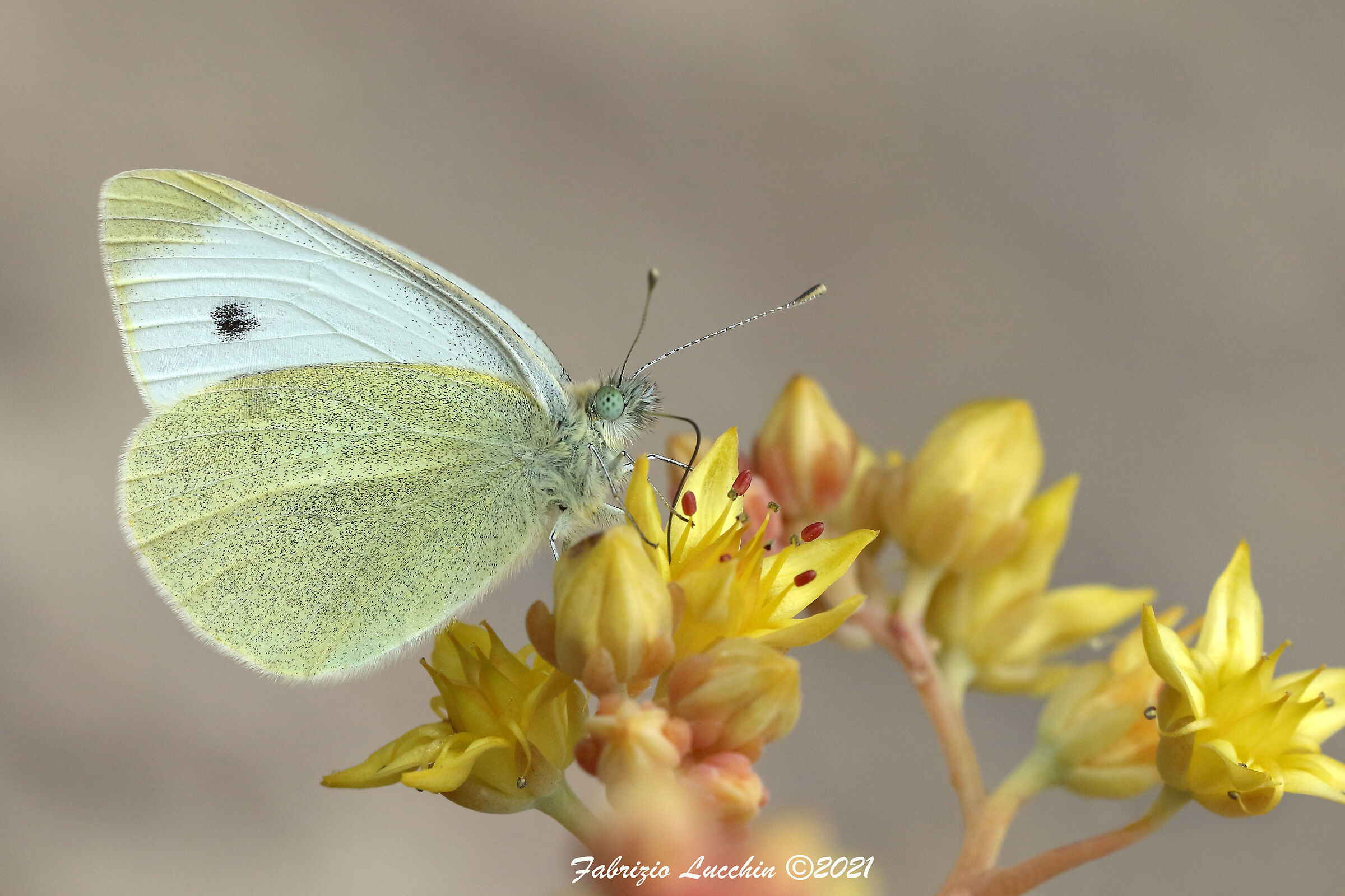 Pieris rapae (Esemplare maschio)