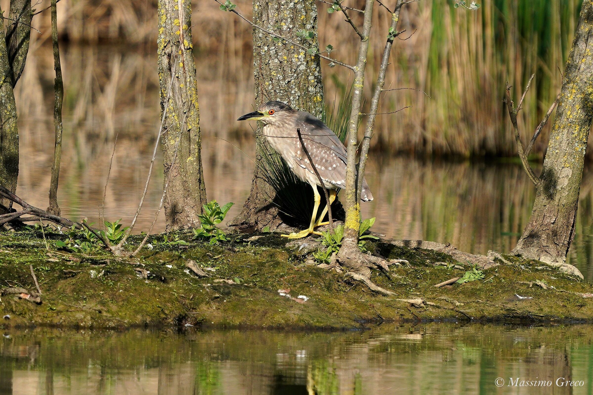 nitticora  Nycticorax nycticorax  - Juv