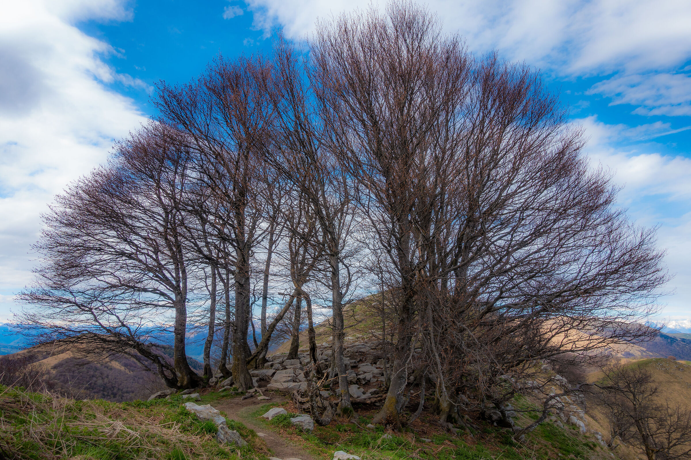 Tree in the sky