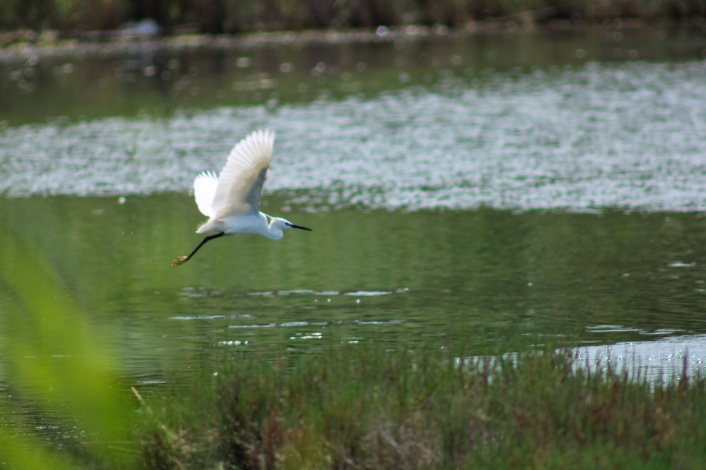 Egret egret
