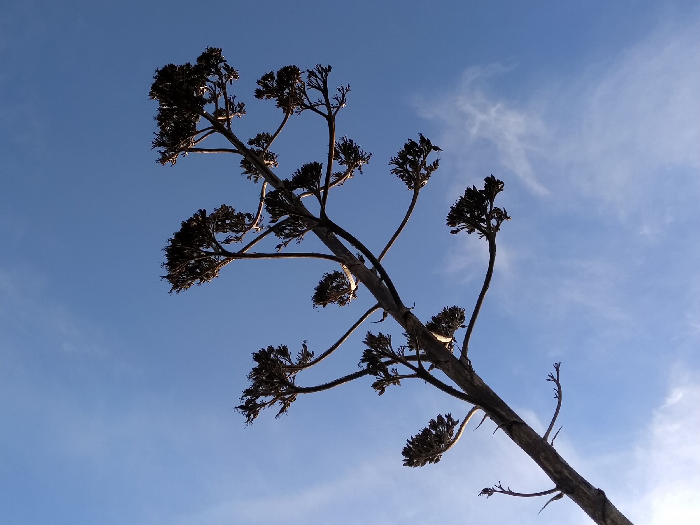 agave