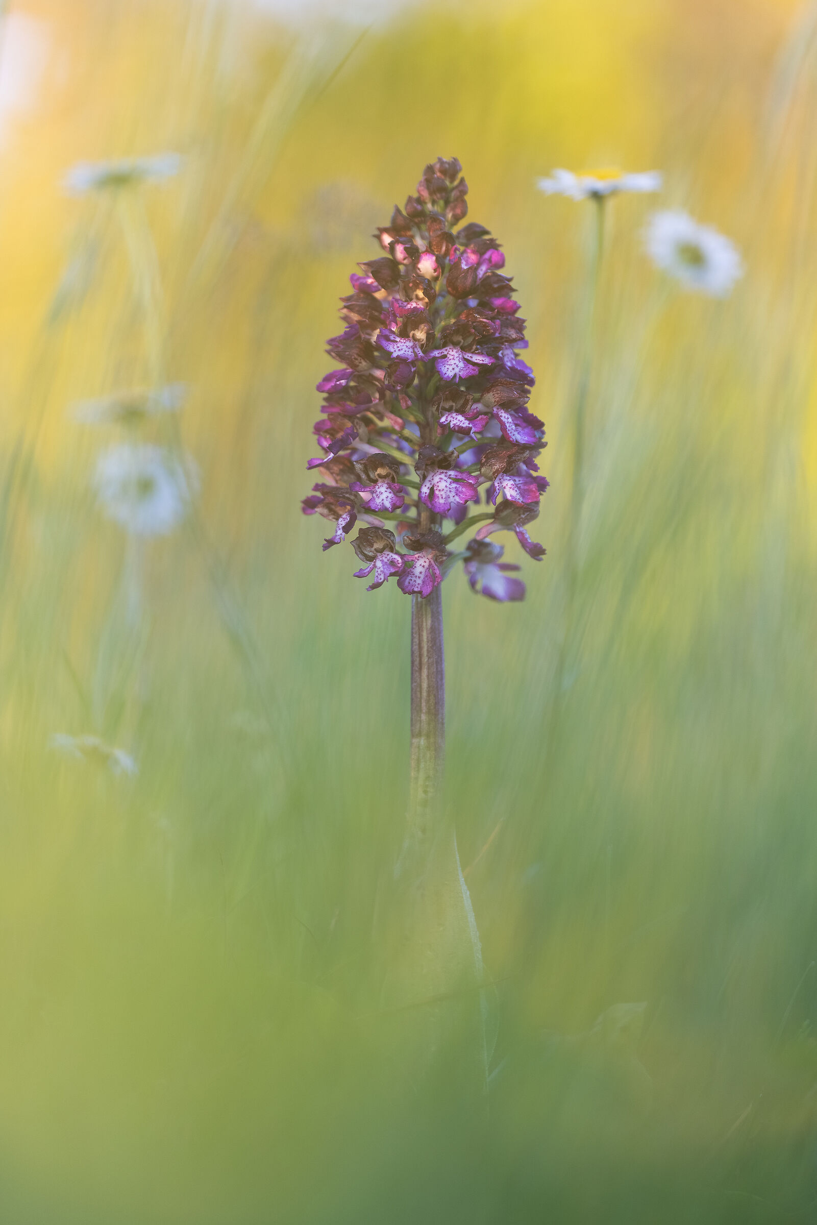 Orchis purpurea