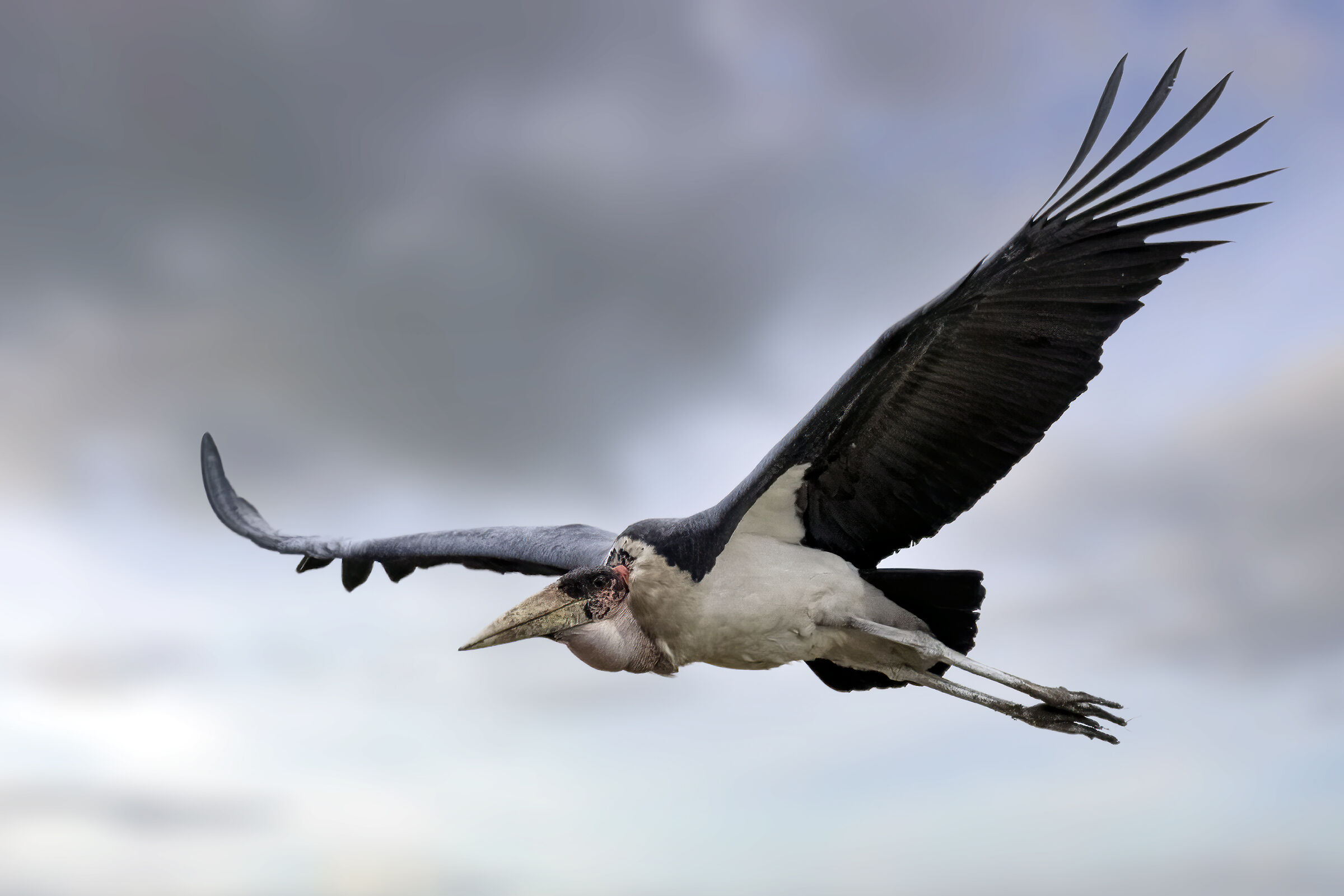 African marabù leptoptilos crumenifer