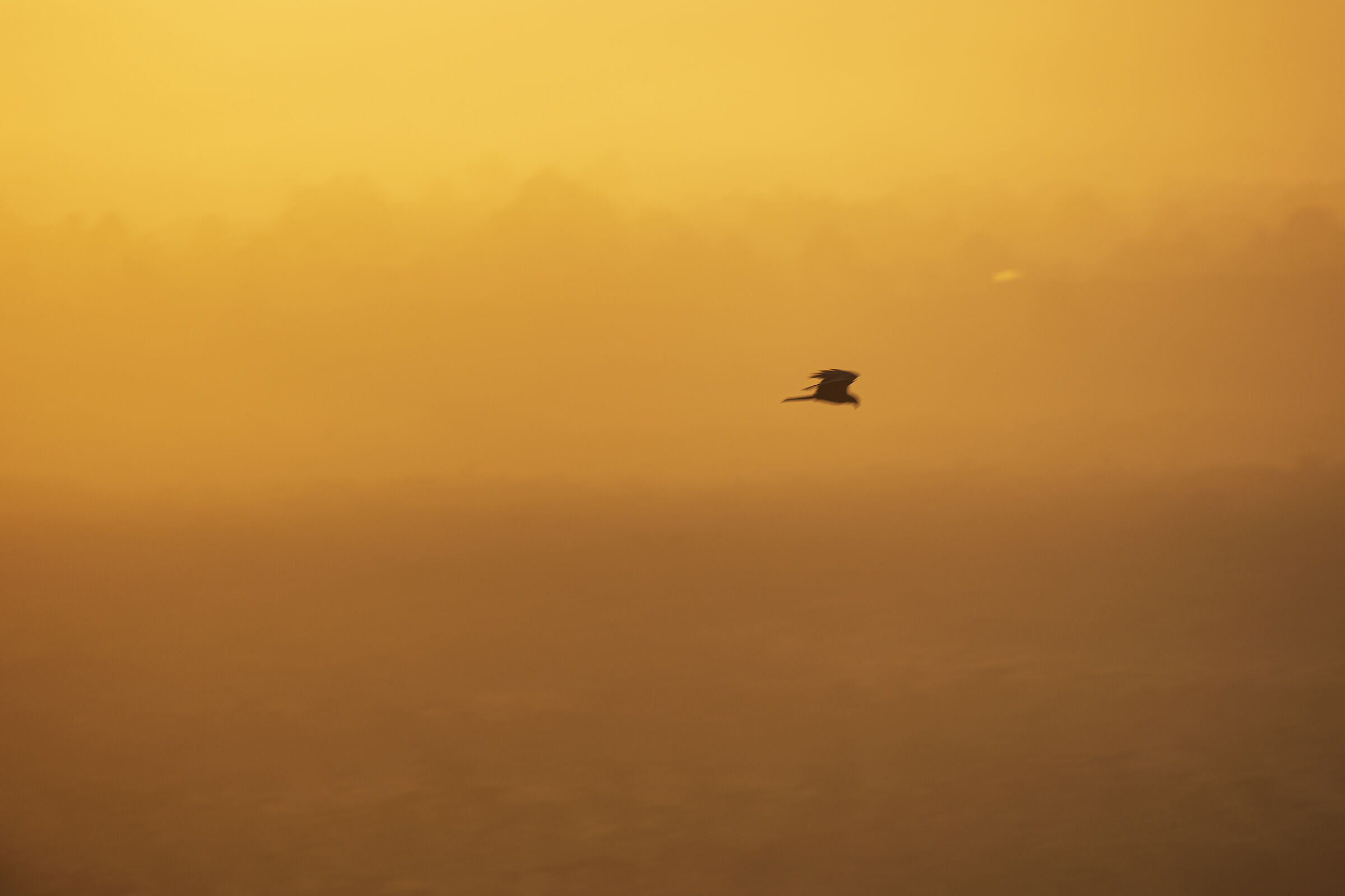 The Flight of the Eagle in the Light of Dawn