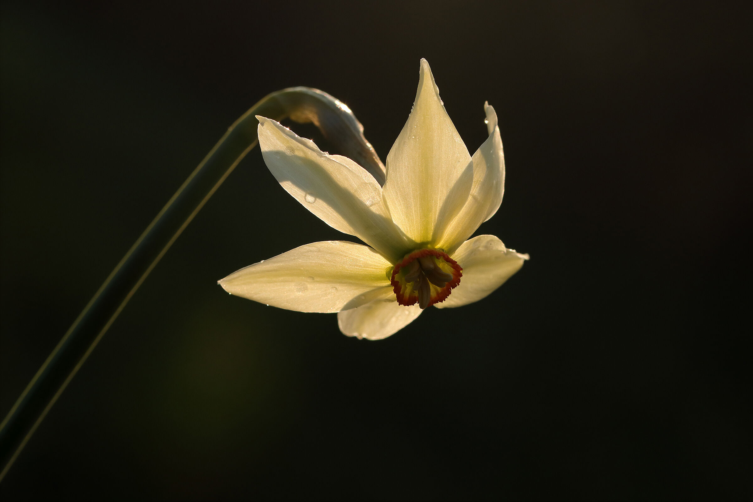 primi narcisi montani