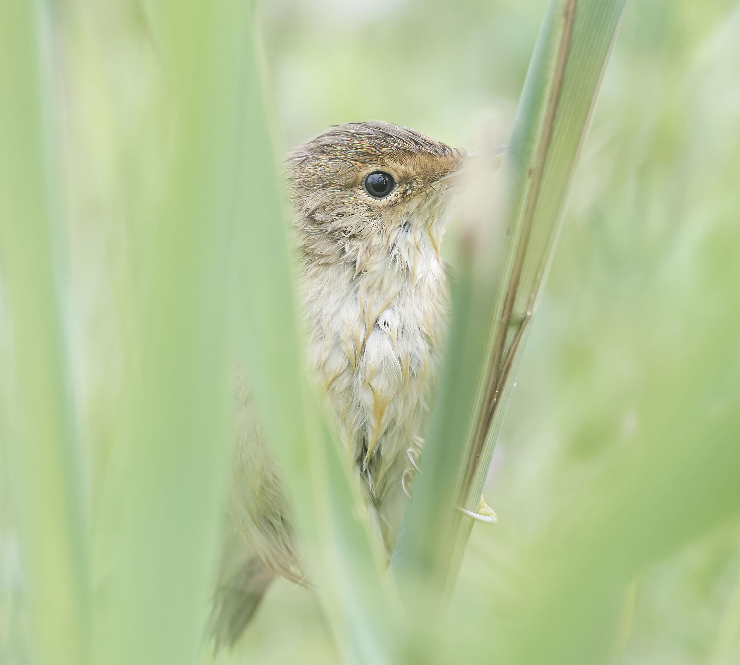 Reed Warbler