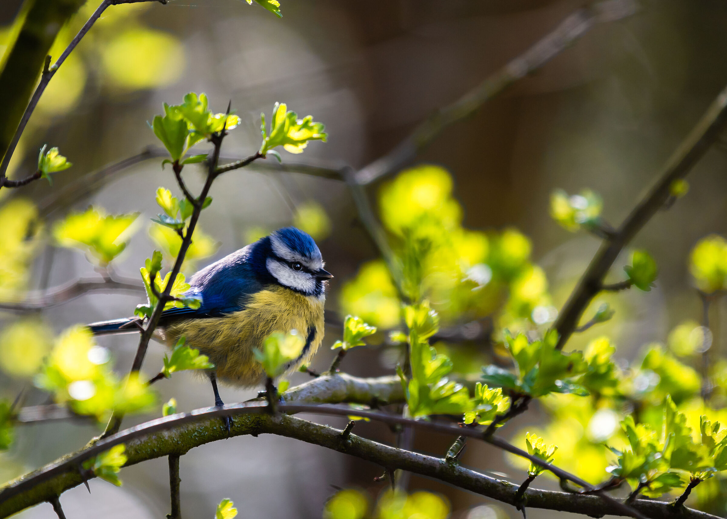 Bluetit