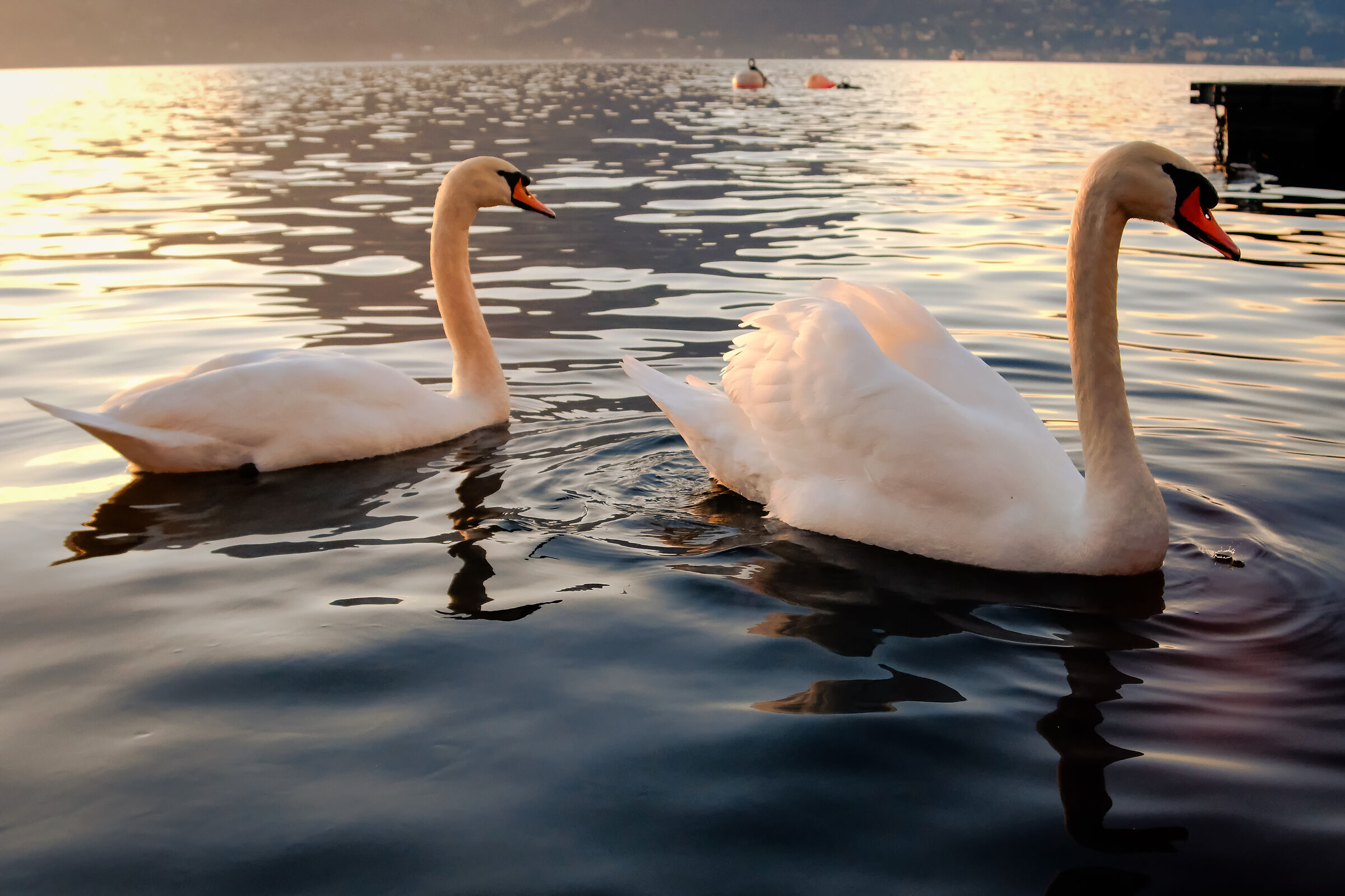 Swans on Lake Como, Varenna