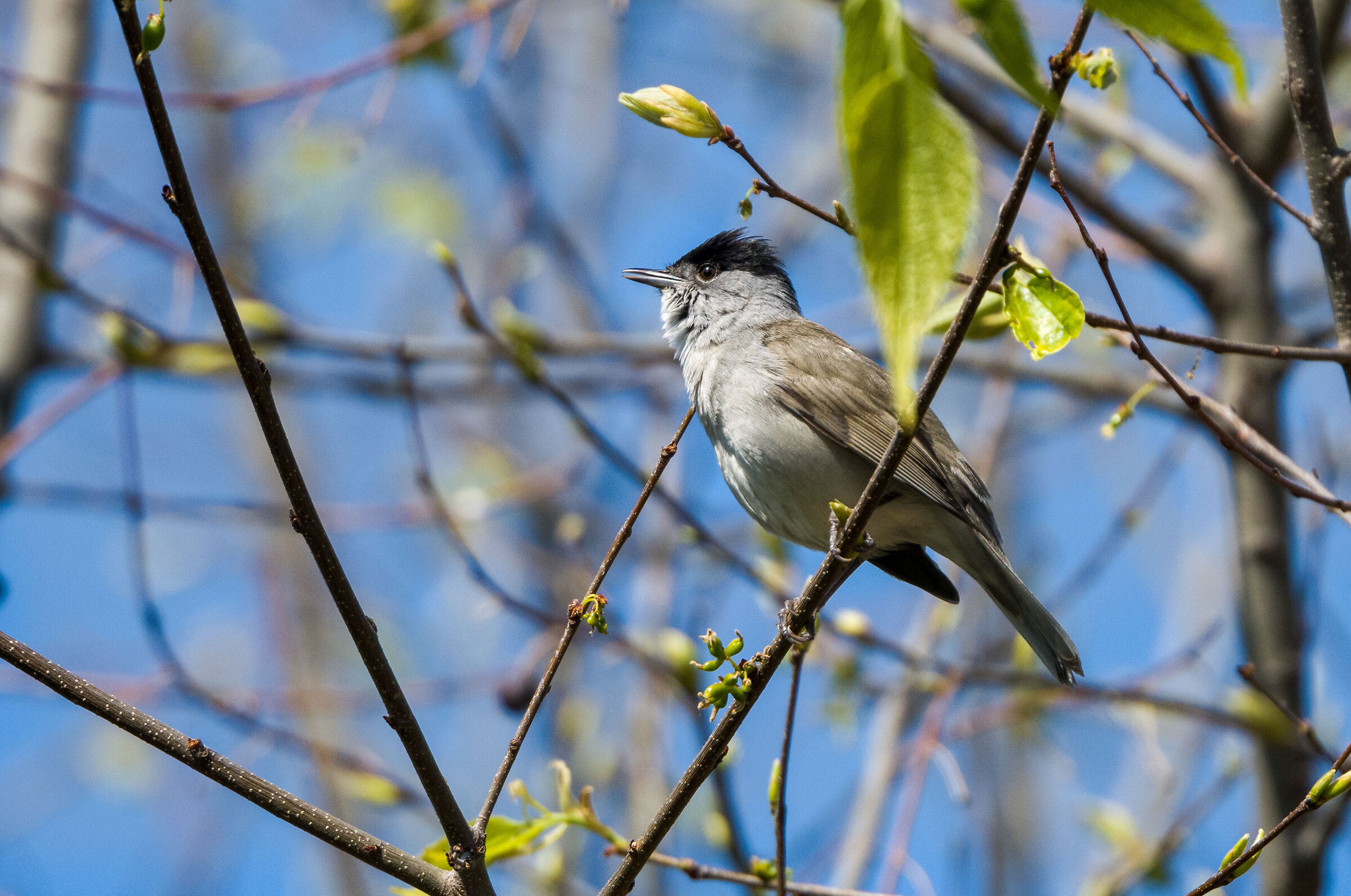 blackcap