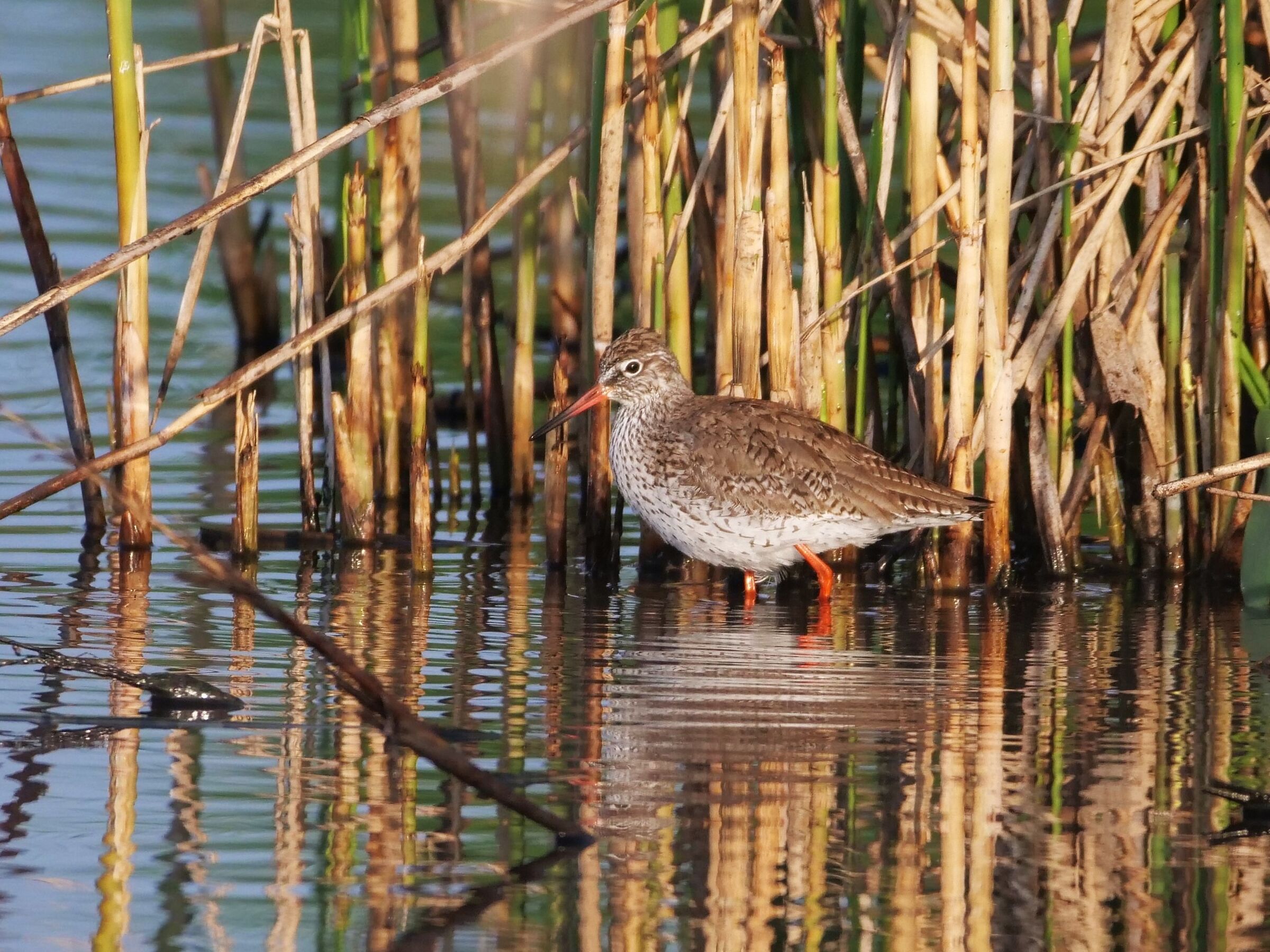 Pettegola (Tringa totanus)