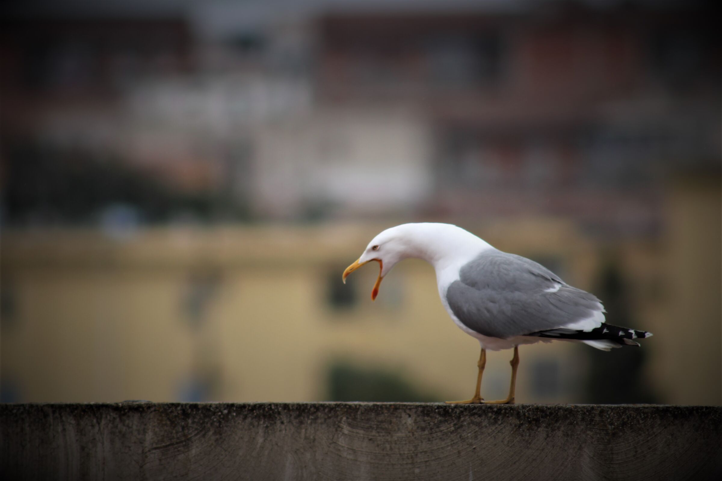 herring gull