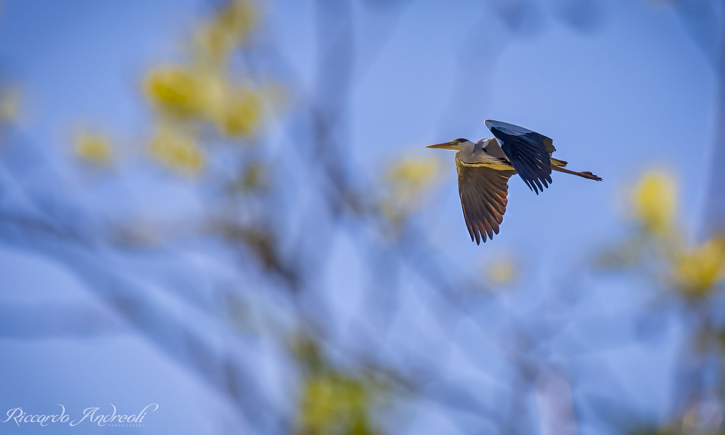 Heron cinerino, flying in flight
