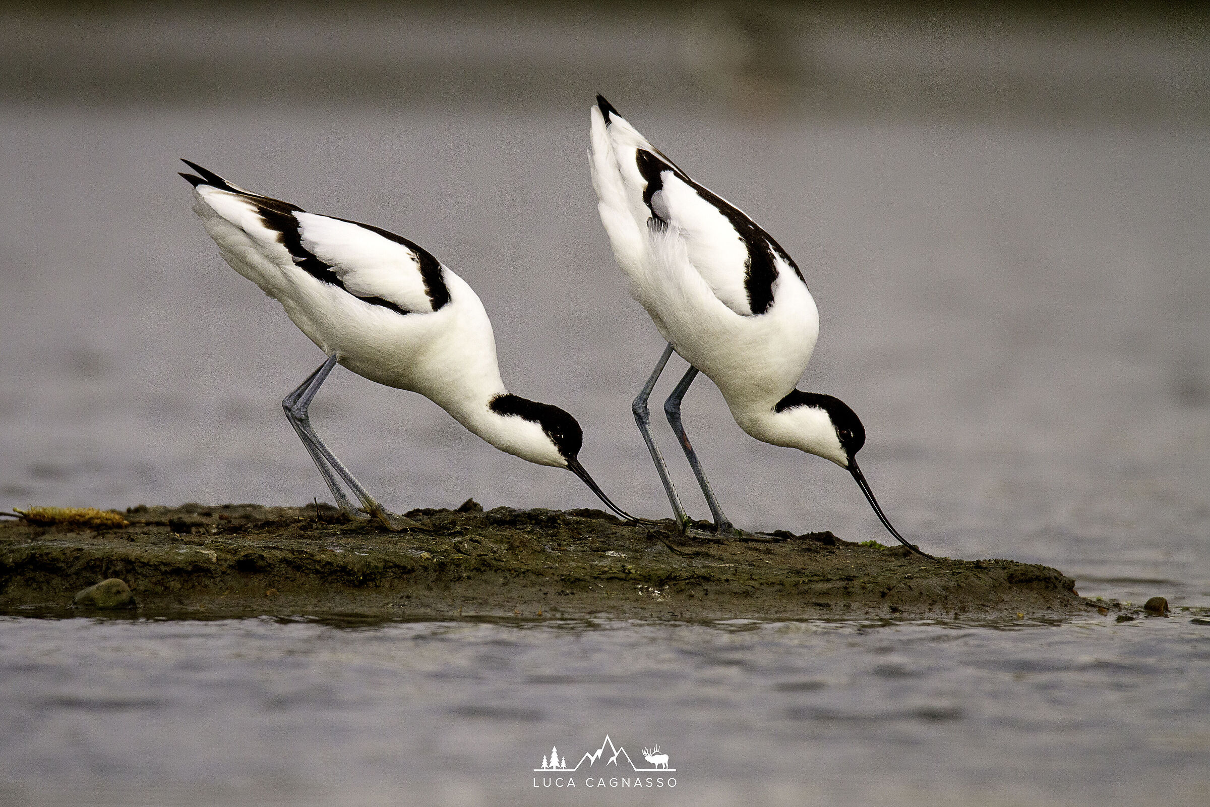 Avocette in palude