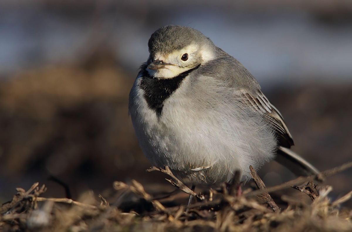 White Wagtail