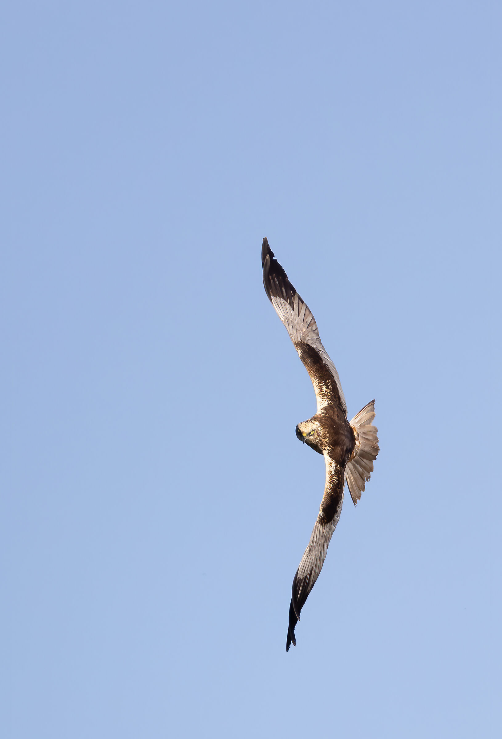 Falco di palude (Circus aeruginosus)