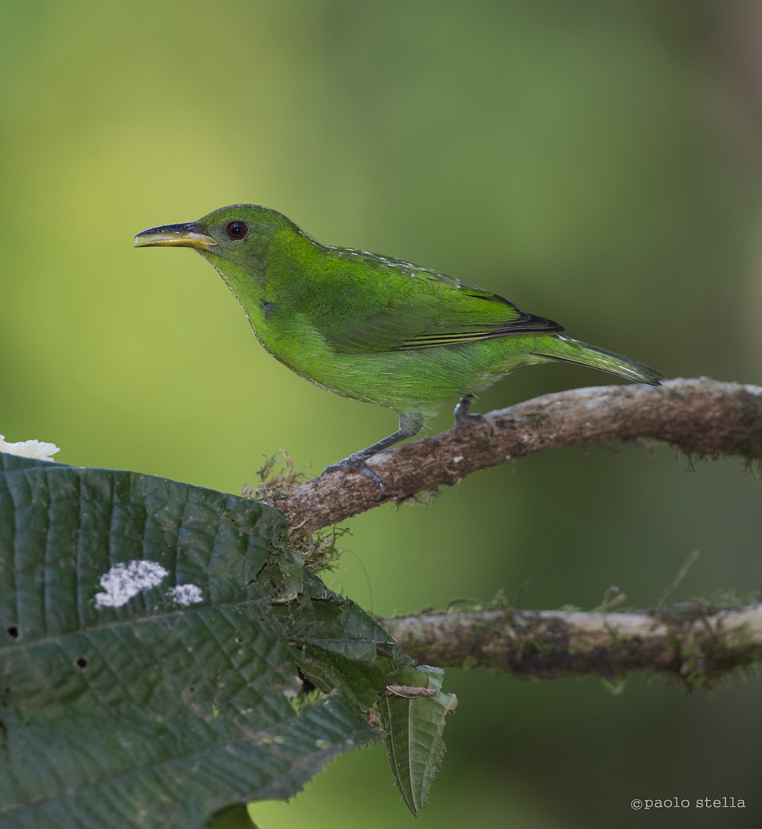 Green-Honeycreeper