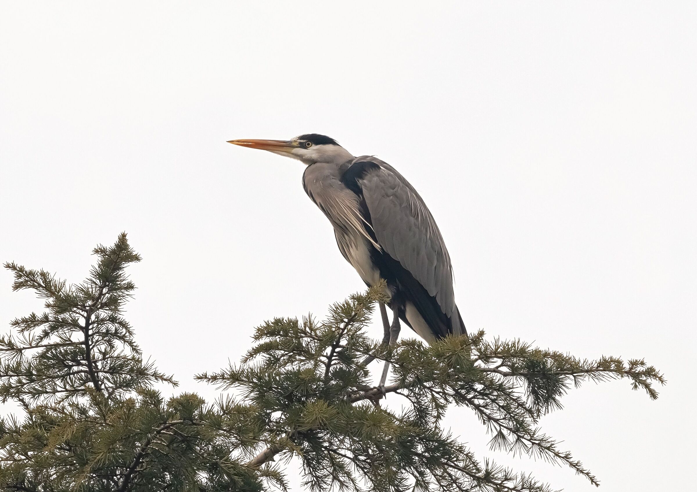 Heron Cenerino stops pine top in the park 19/01/2021