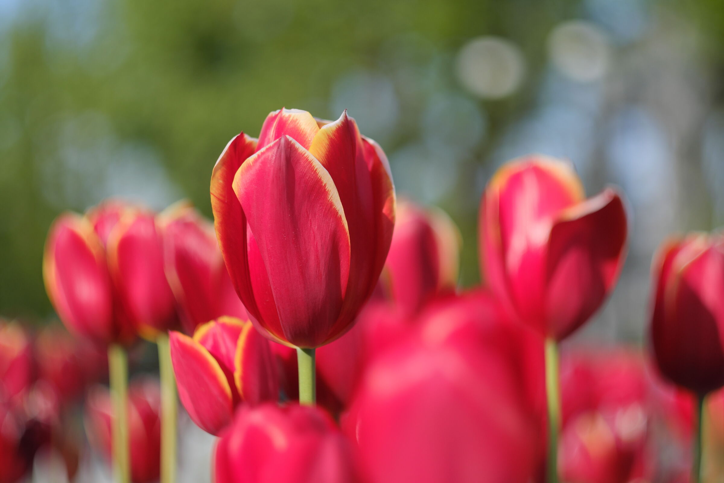 Tulipani a Salsomaggiore Terme