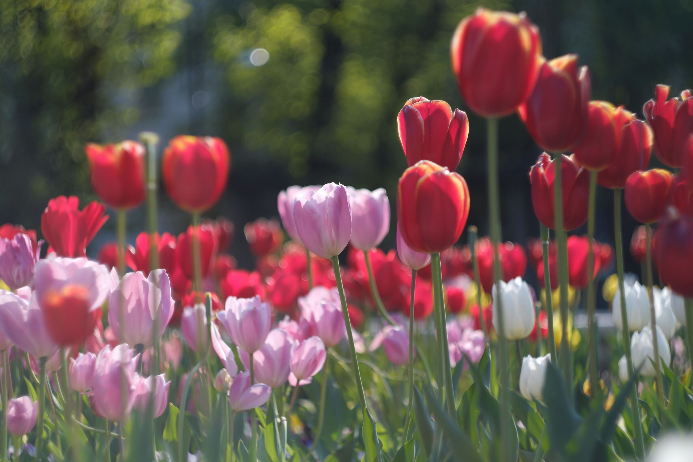 Tulipani a Salsomaggiore Terme