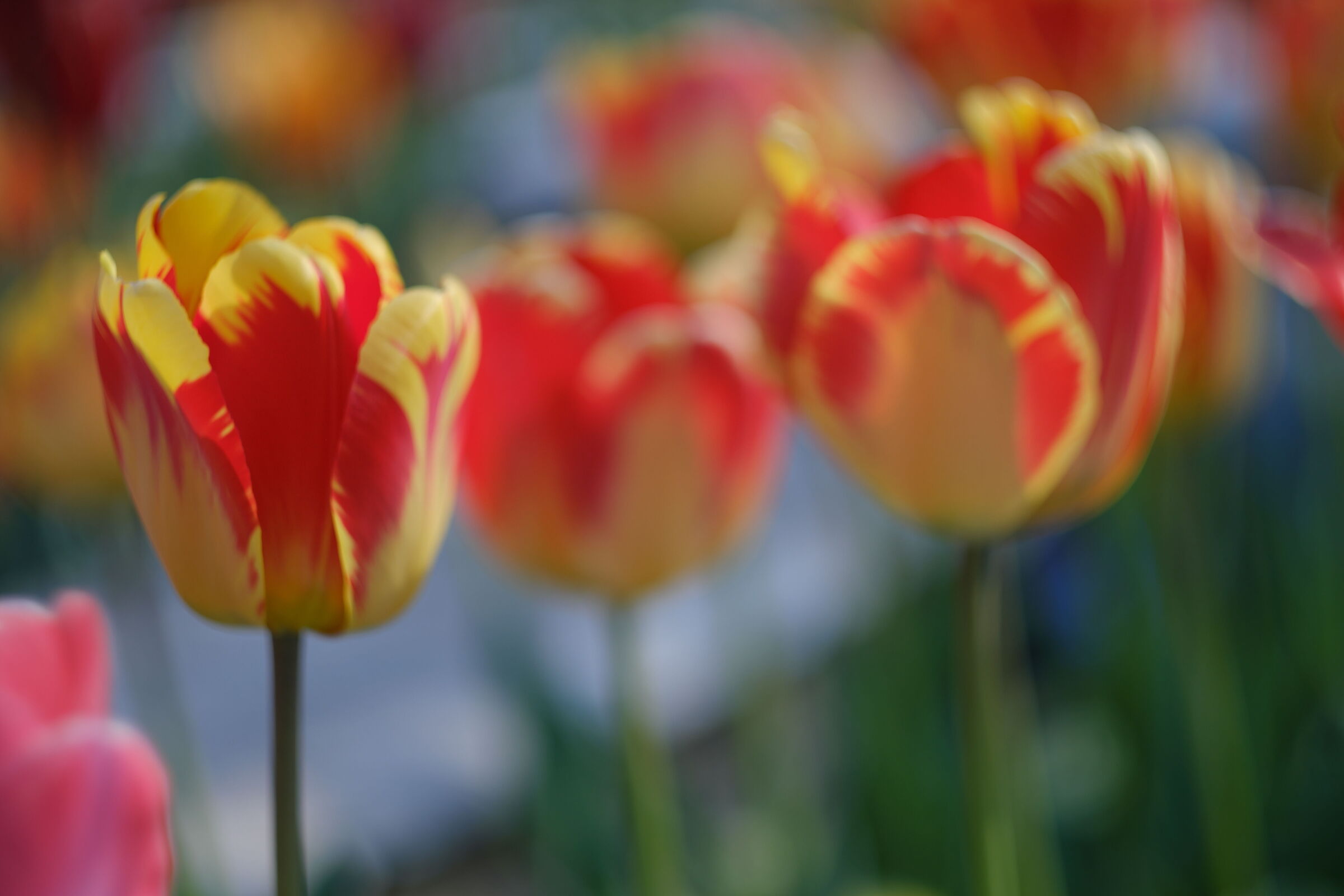 Tulipani a Salsomaggiore Terme