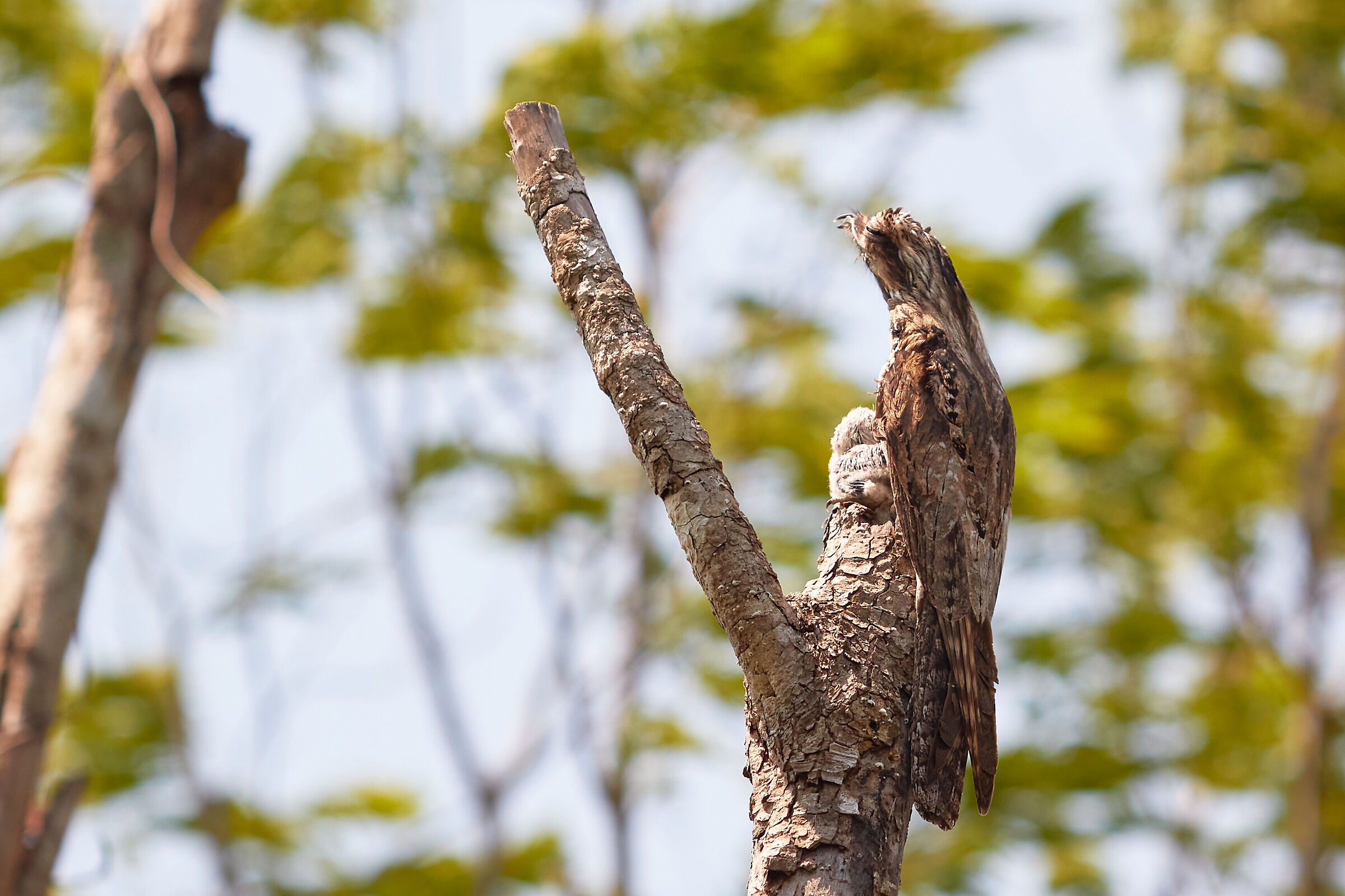 estaca yucateca endemica