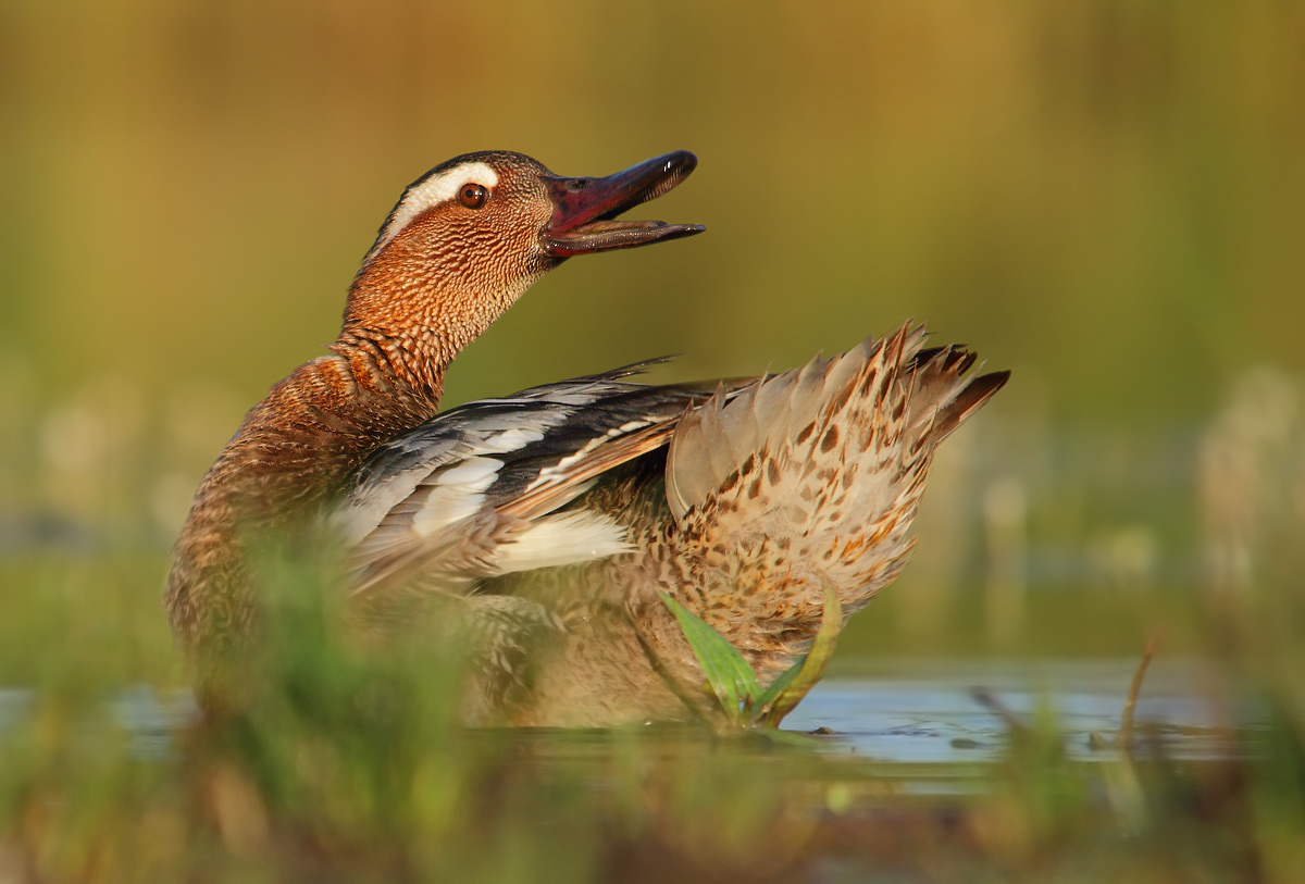 Garganey