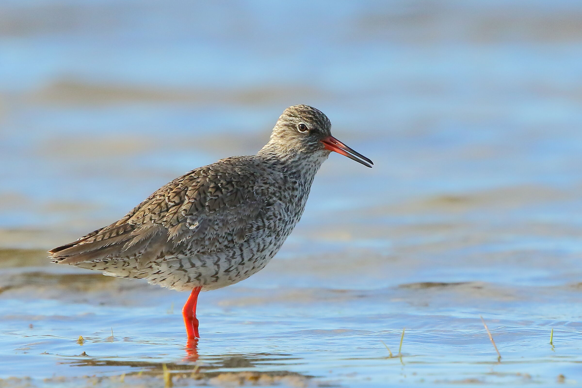 redshank