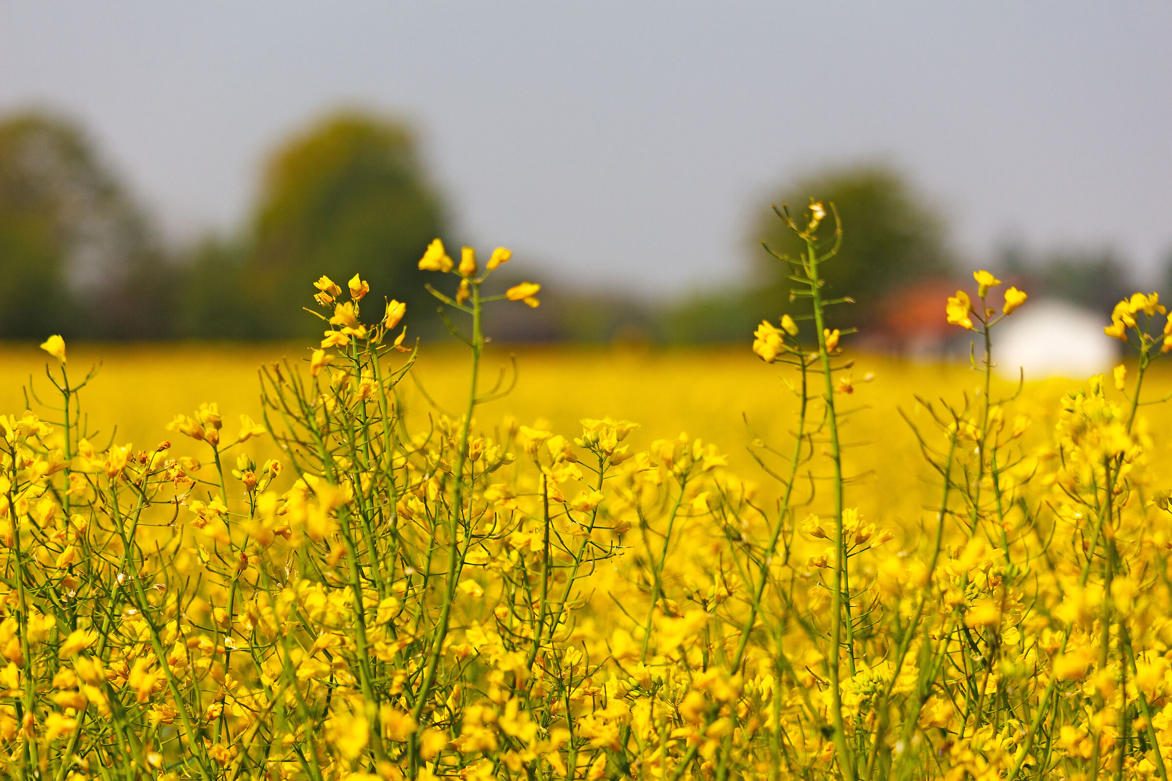 in the spring yellow
