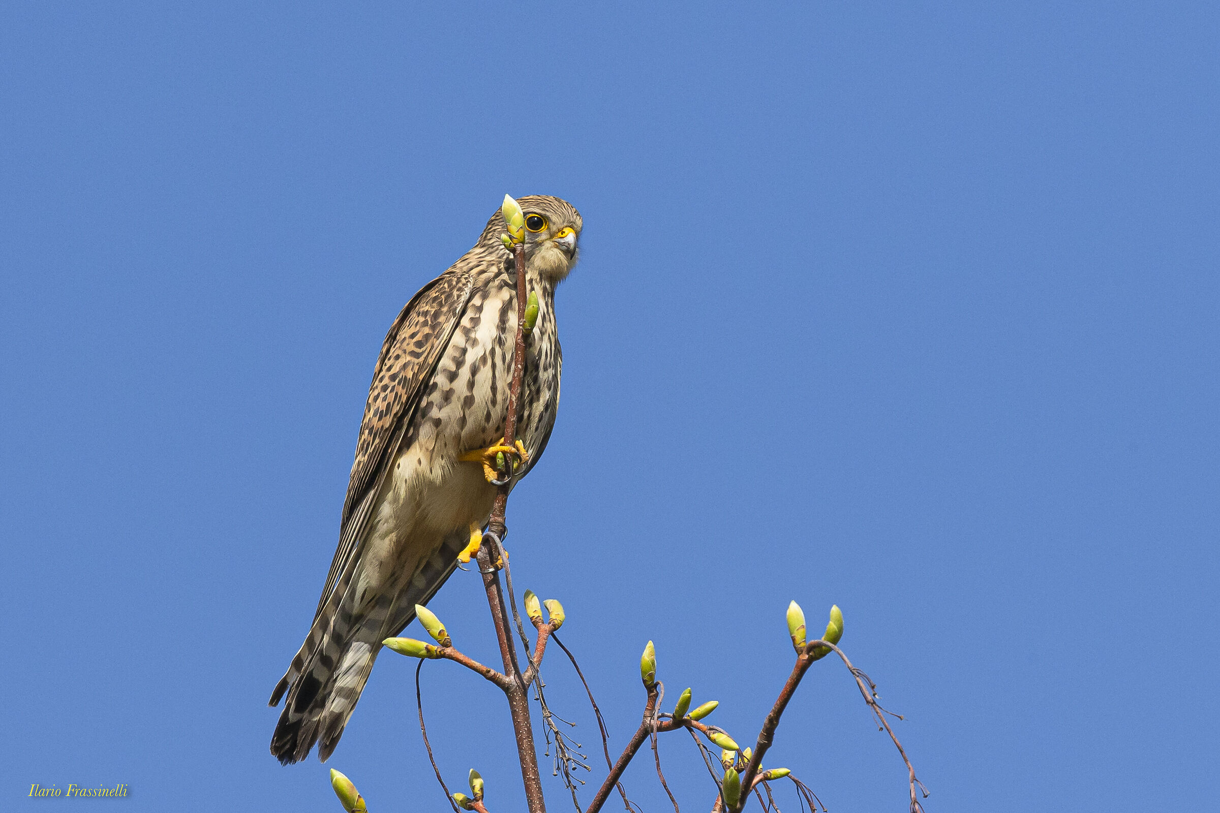 kestrel
