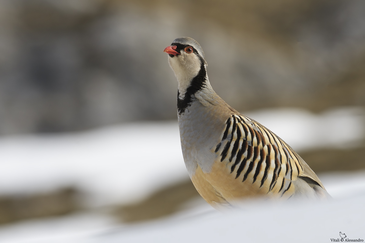 Coturnice delle Alpi