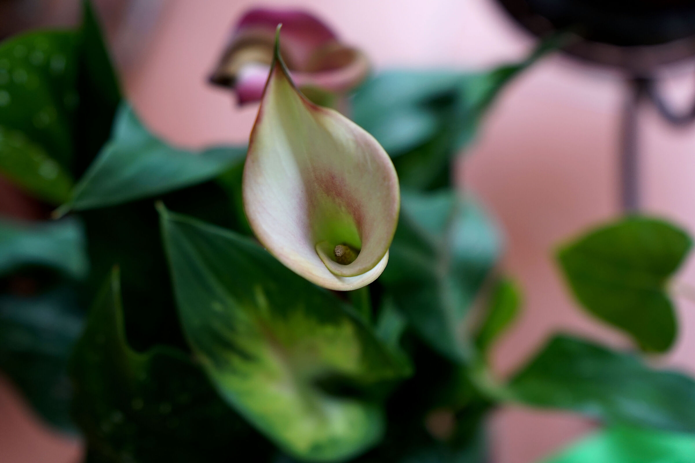 calla