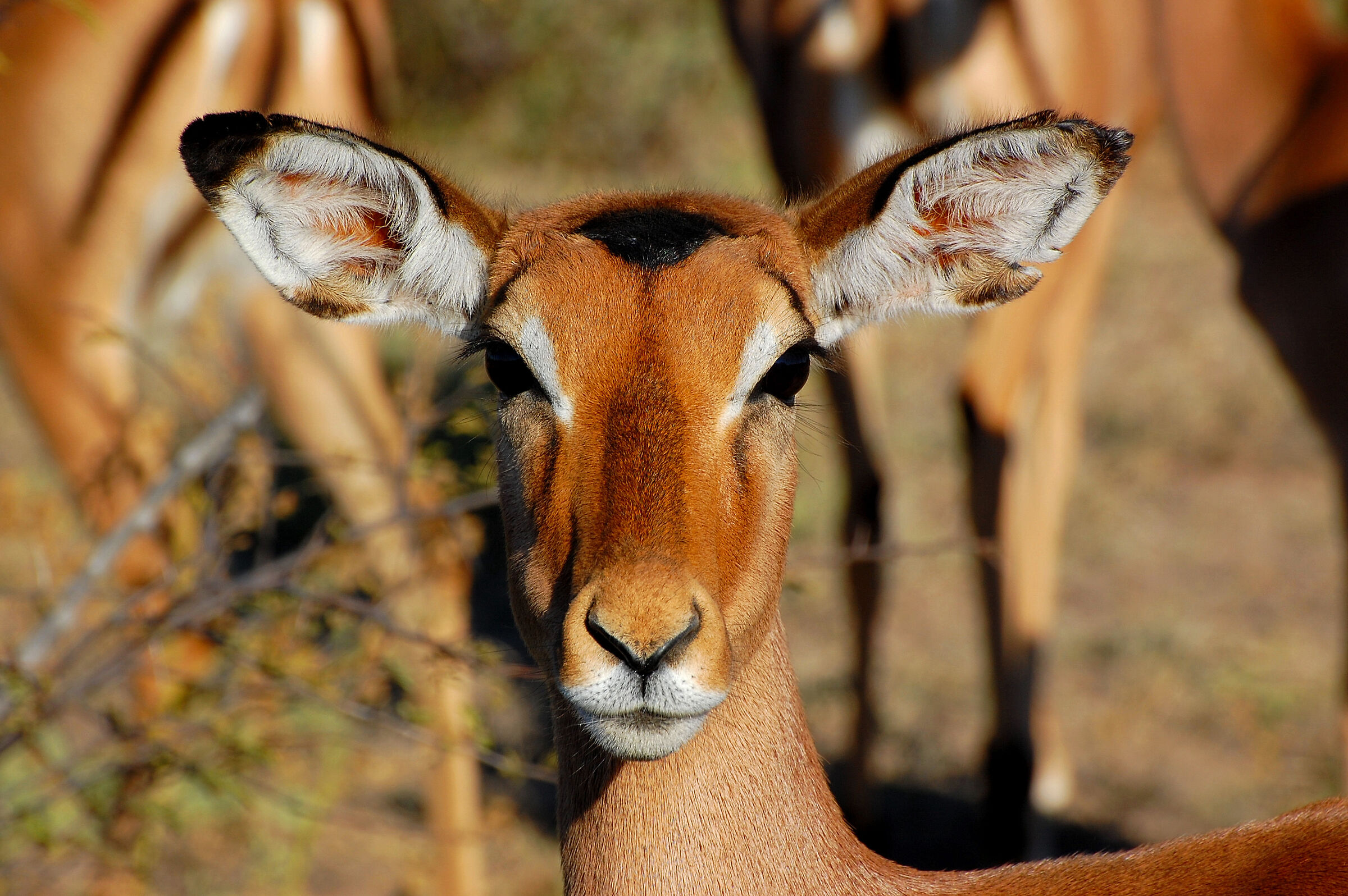 Botswana: I'm pretty, right?