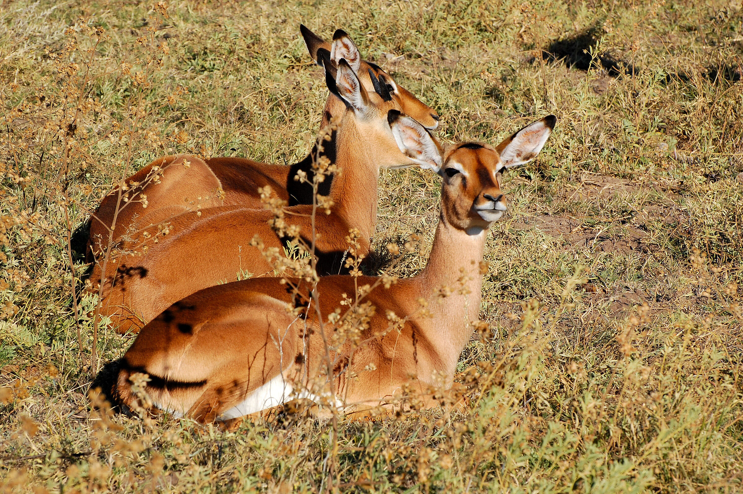 Botswana: a bit of relaxation... but always on guard