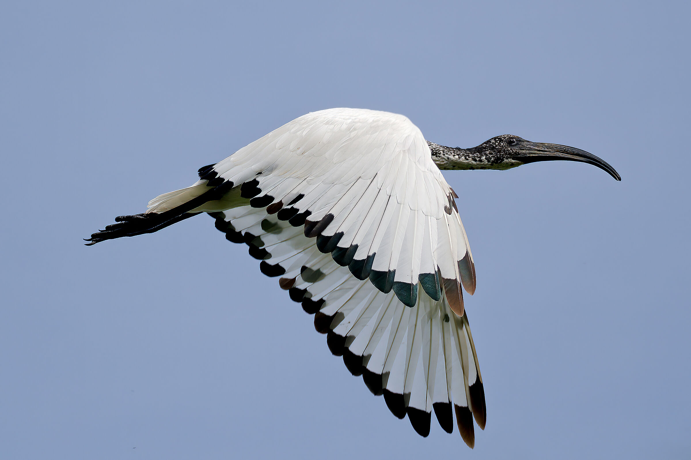 Ibis sacro(Threskiornis aethiopicus)