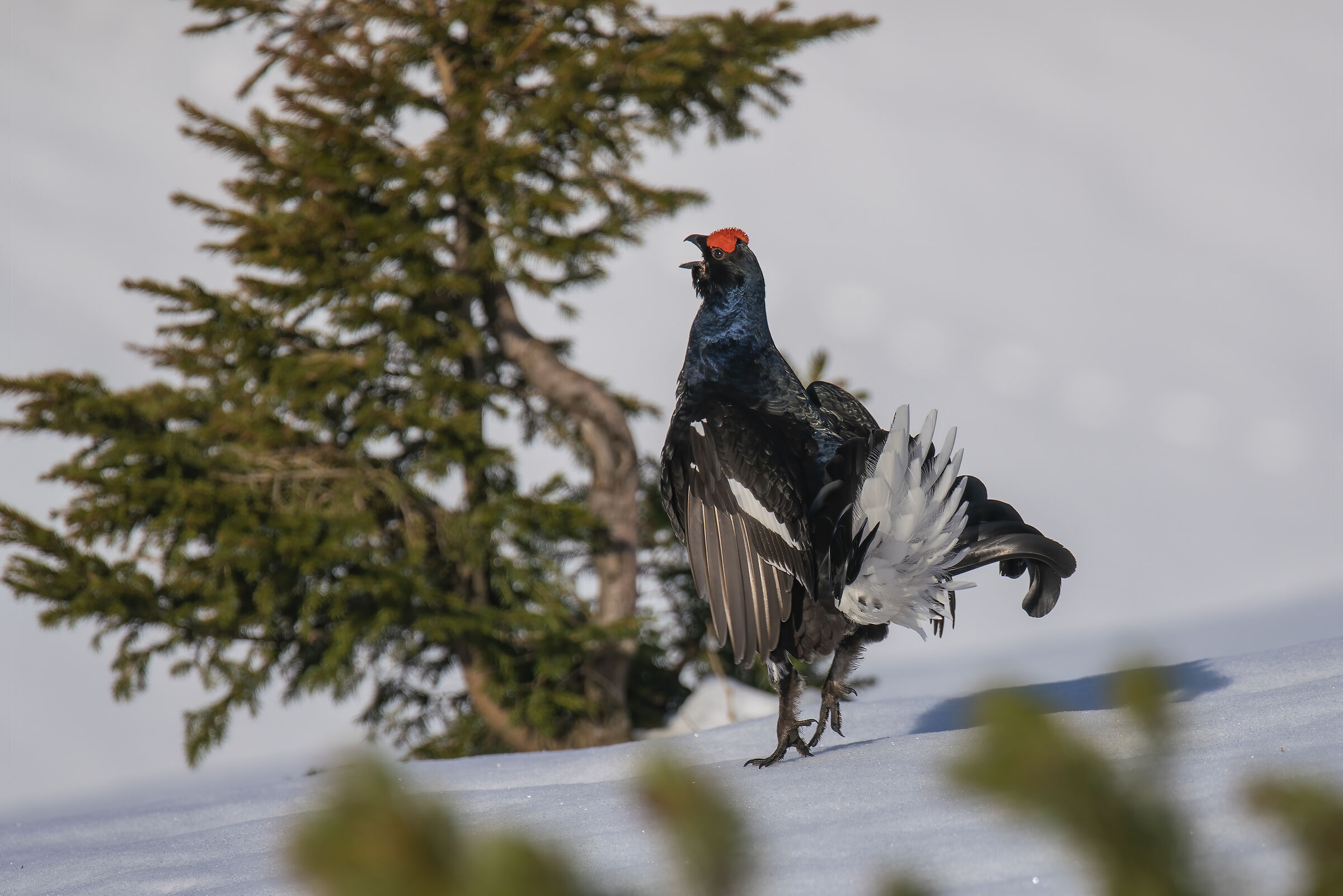 Gallo forcello in canto