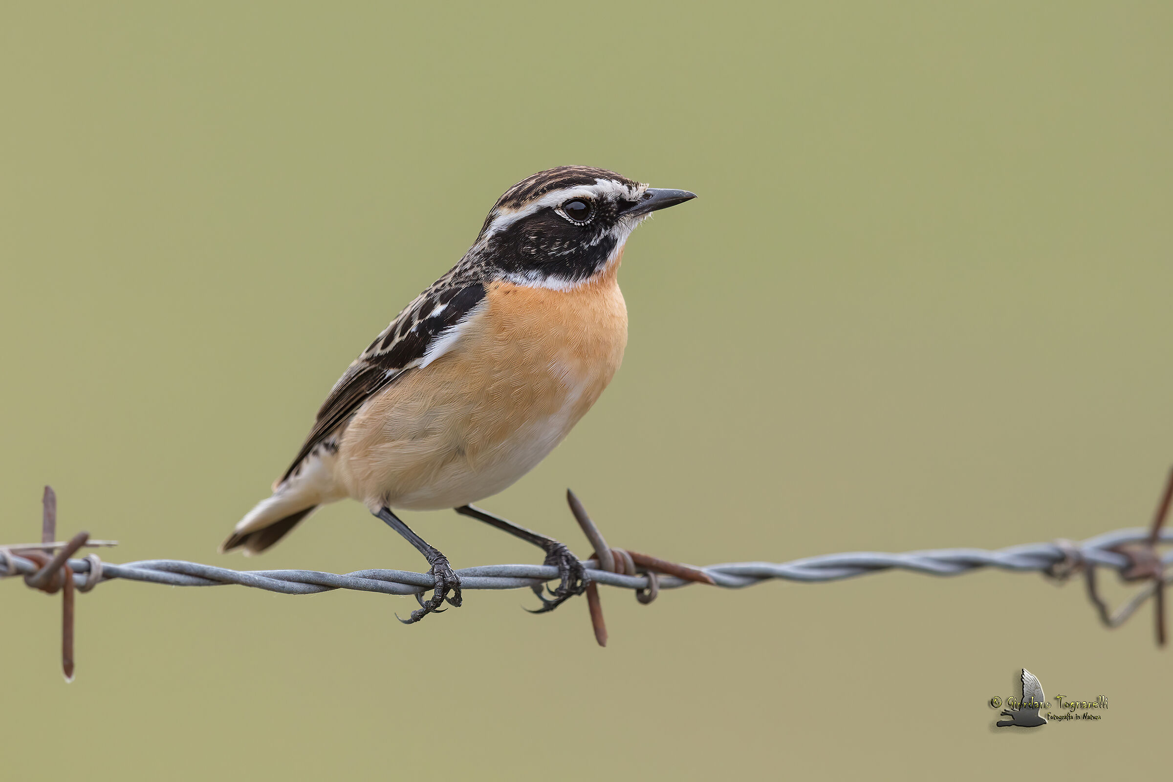 Stiaccino (Saxicola rubetra)