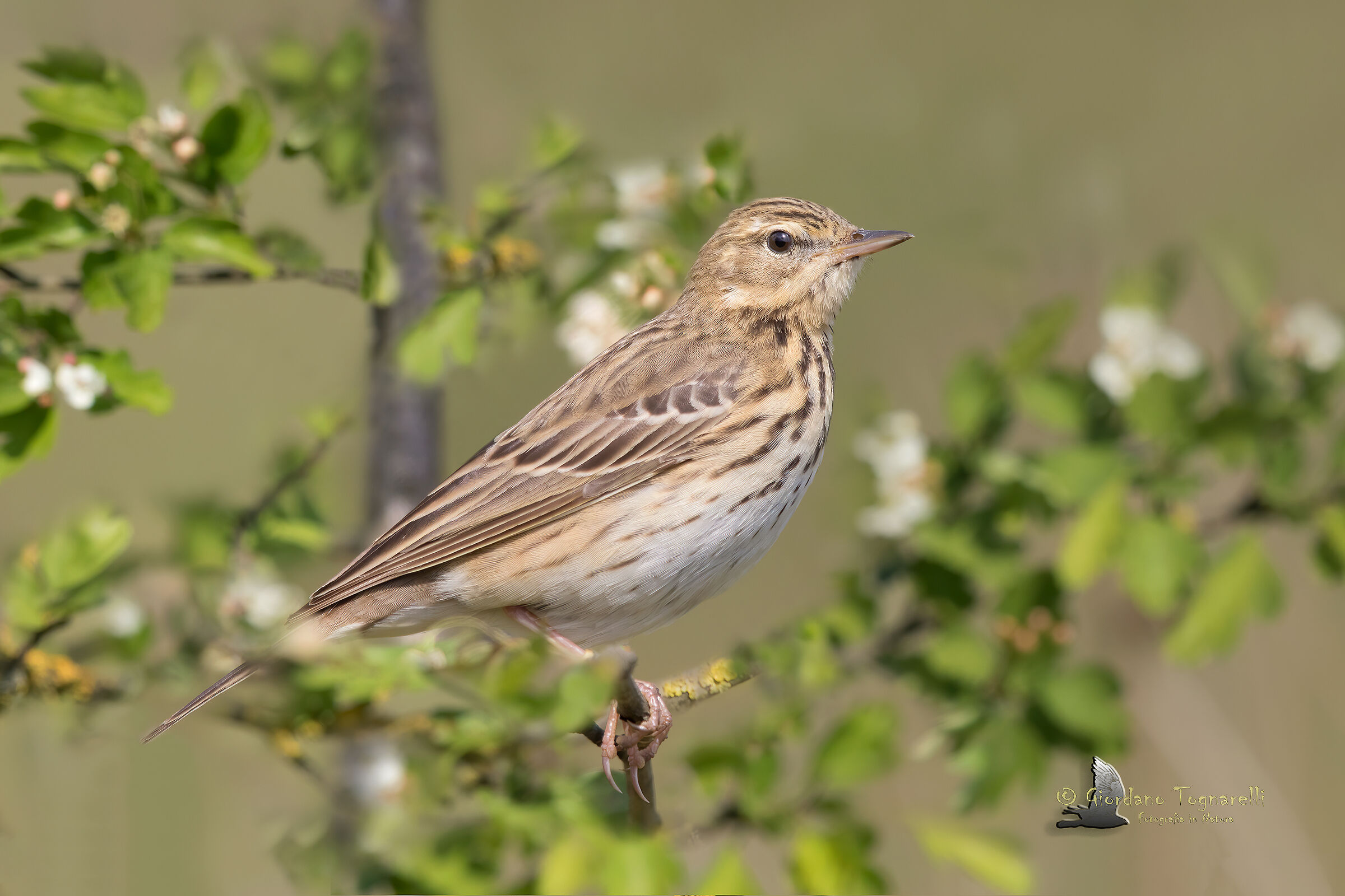 Prispolone (Anthus trivialis)