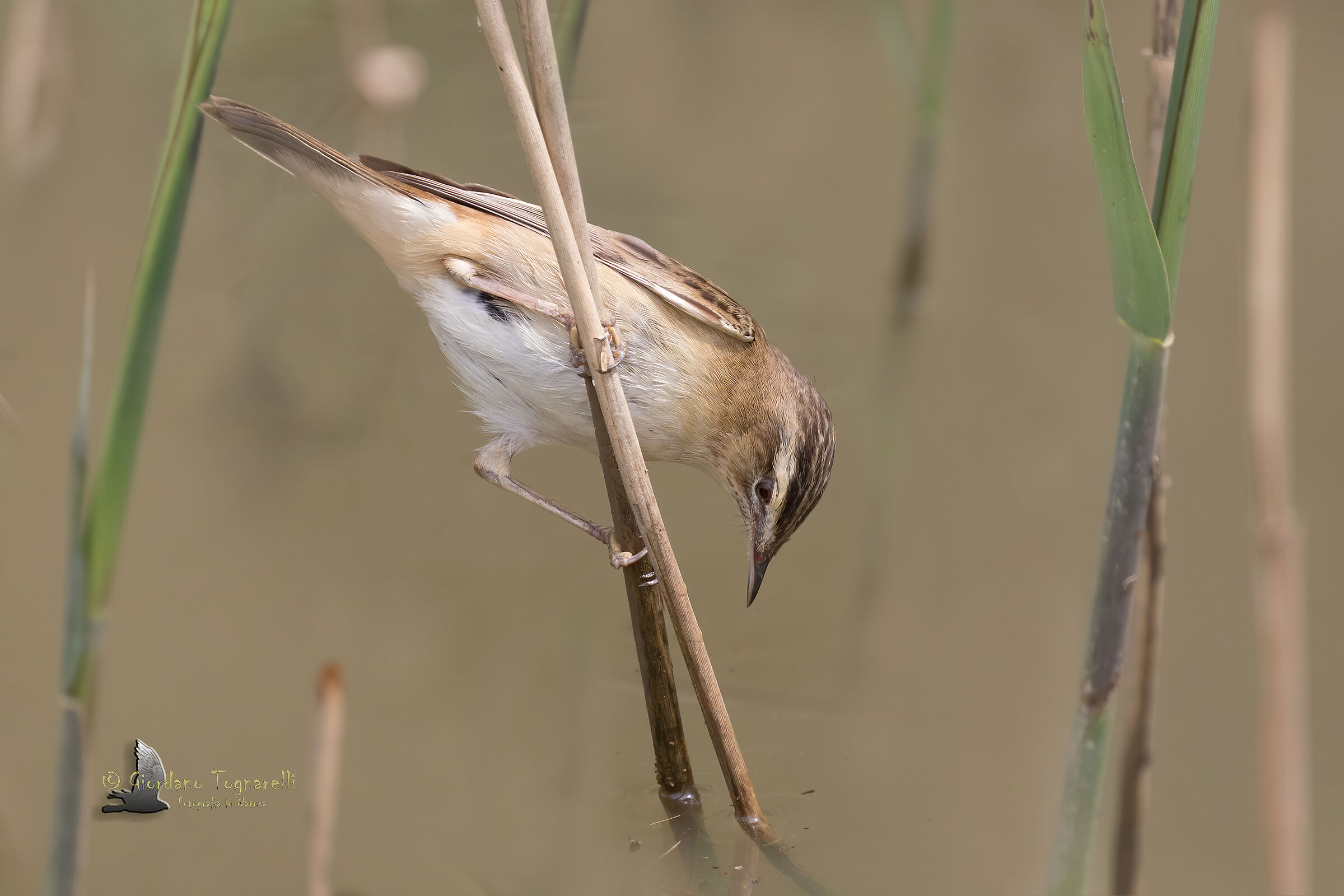 Forapaglie  (Acrocephalus schoenobaenus)