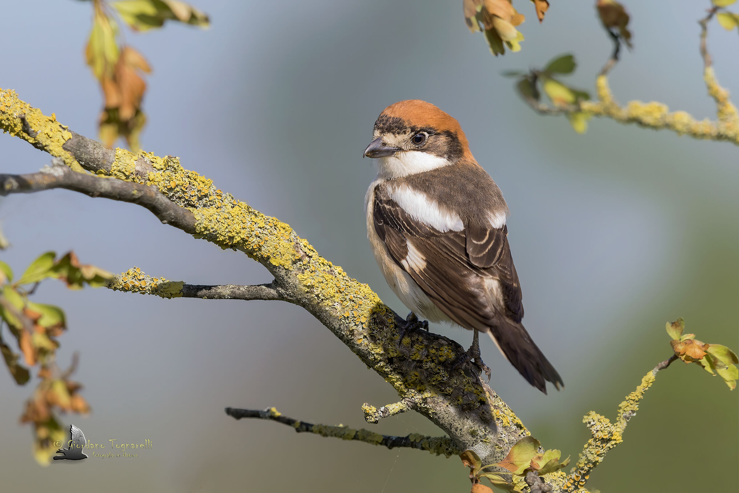 woodchat shrike