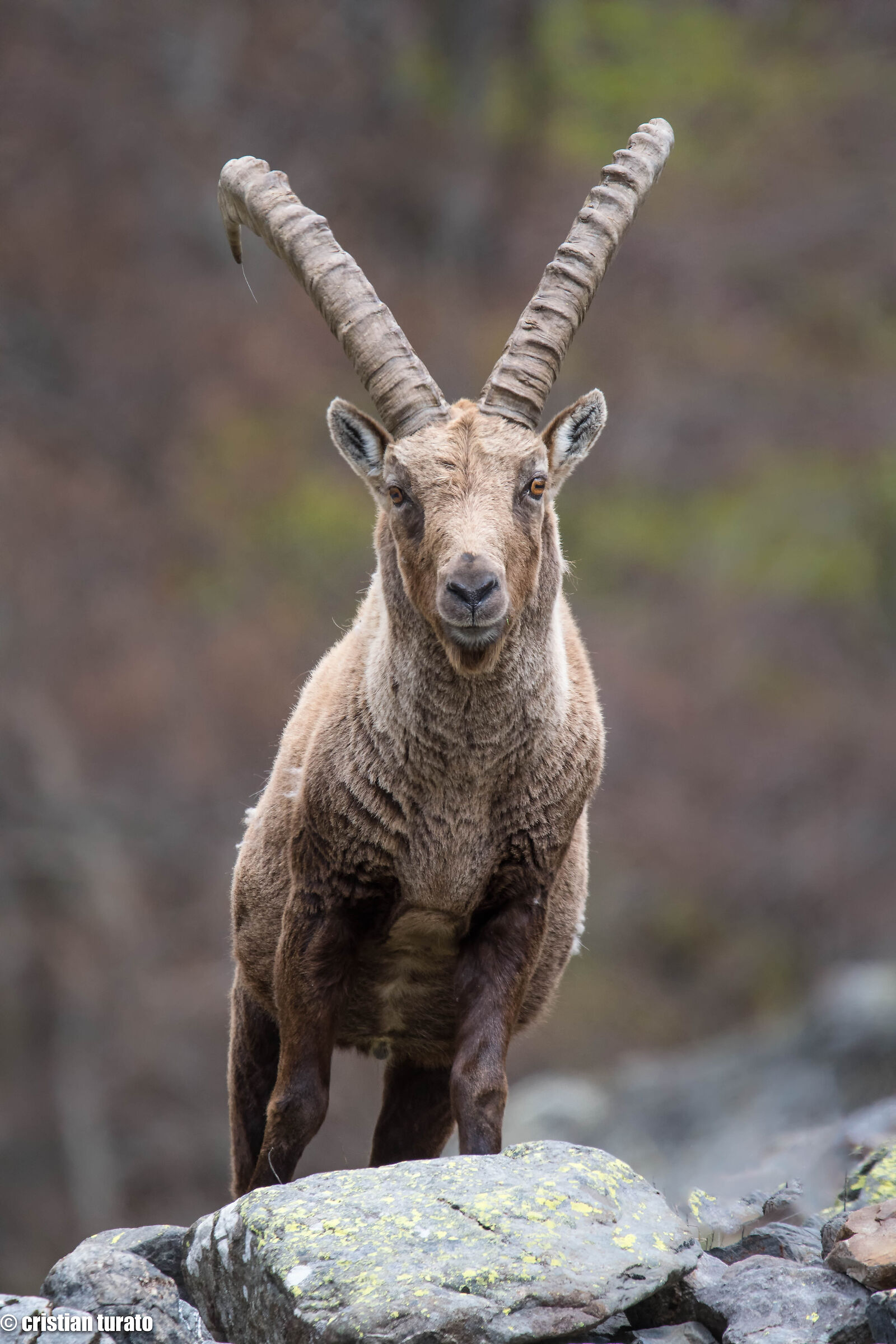 ibex