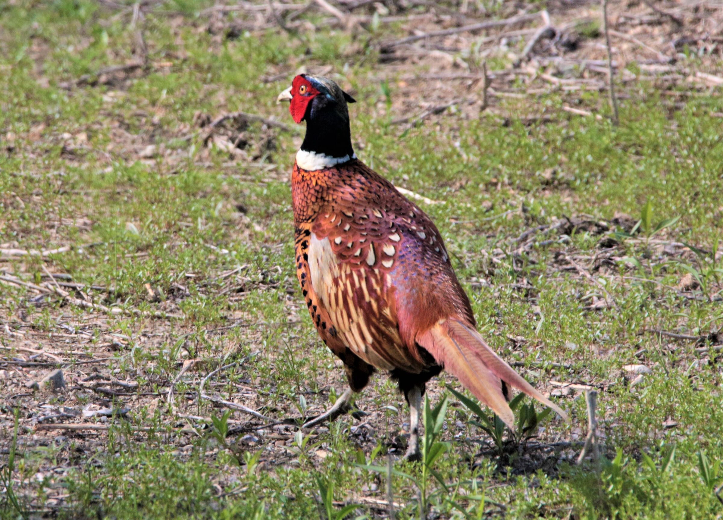 pheasant on the run!